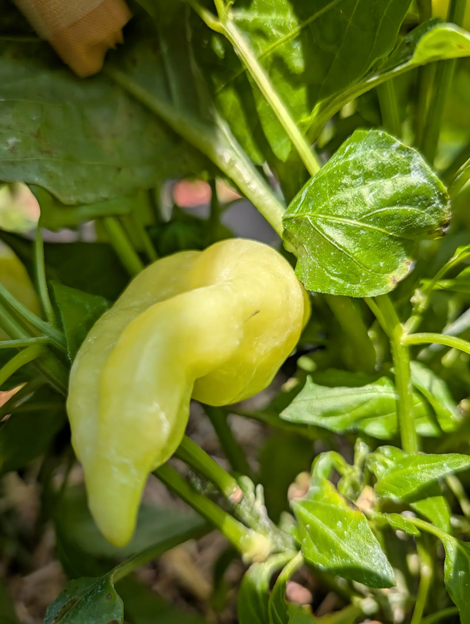 One Sugar Rush Peach on 20 July folds a bulbous lobe deep into a long horn that curves away and blunts at the tip, waxy butter-yellow throughout, lit dappled from one side with the leaf behind it hiding where the stalk attaches.
