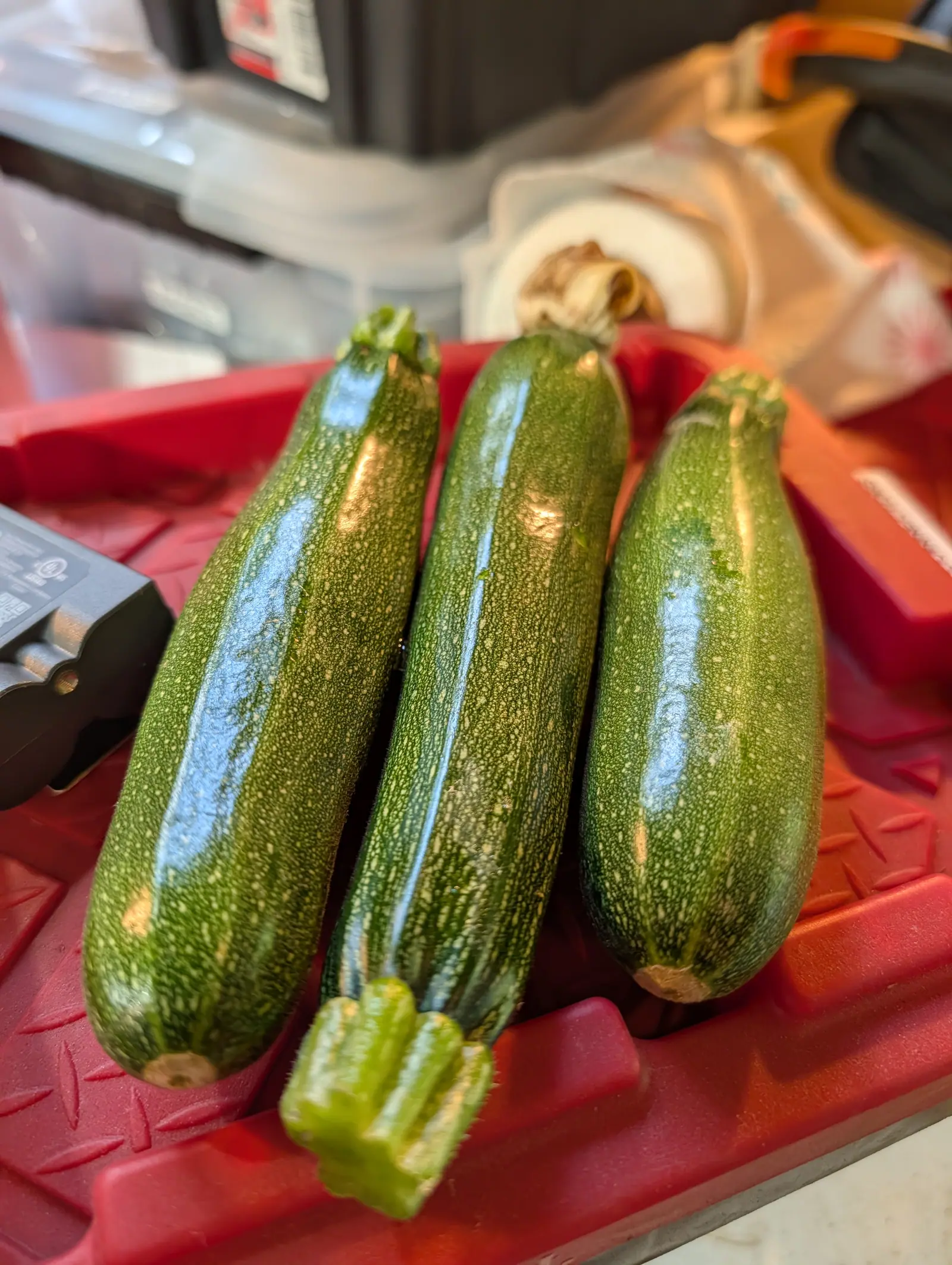 Three Dark Green zucchini picked on 20 July, speckled cream over forest green and thickening toward the blossom end, two of them still carrying a sharply five-ridged cut stub, laid out indoors on red diamond-plate tread under warm room light.