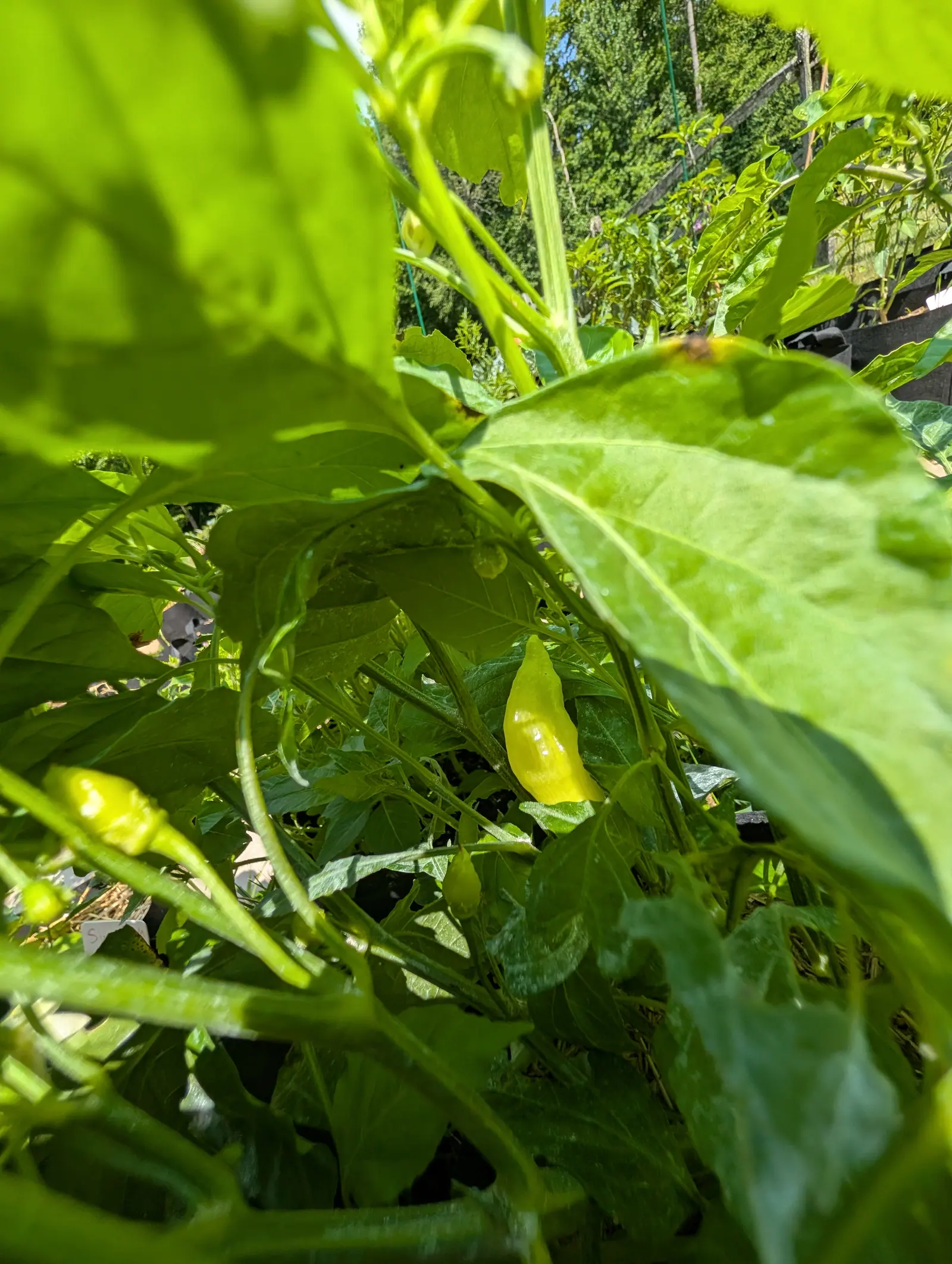Seen from underneath deep inside its own bush, a Sugar Rush Peach pepper on 20 July hangs tip-down and lemon-yellow, drawn to a fine point with the skin faintly rippled, the sun coming through the leaves all round it and blue sky at one corner.