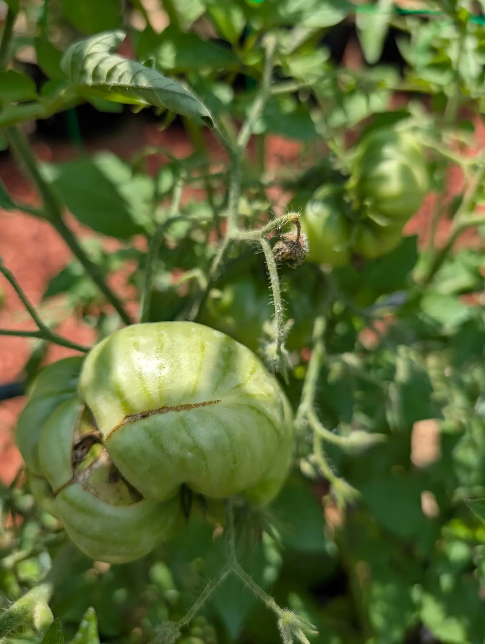 A Tie-Dye tomato on 20 July, cream-green under soft broad stripes, with a long healed split closed over into a corky tan line beaded along its edge, and behind it one that split further and collapsed into a blackened cavity, in hard noon sun.