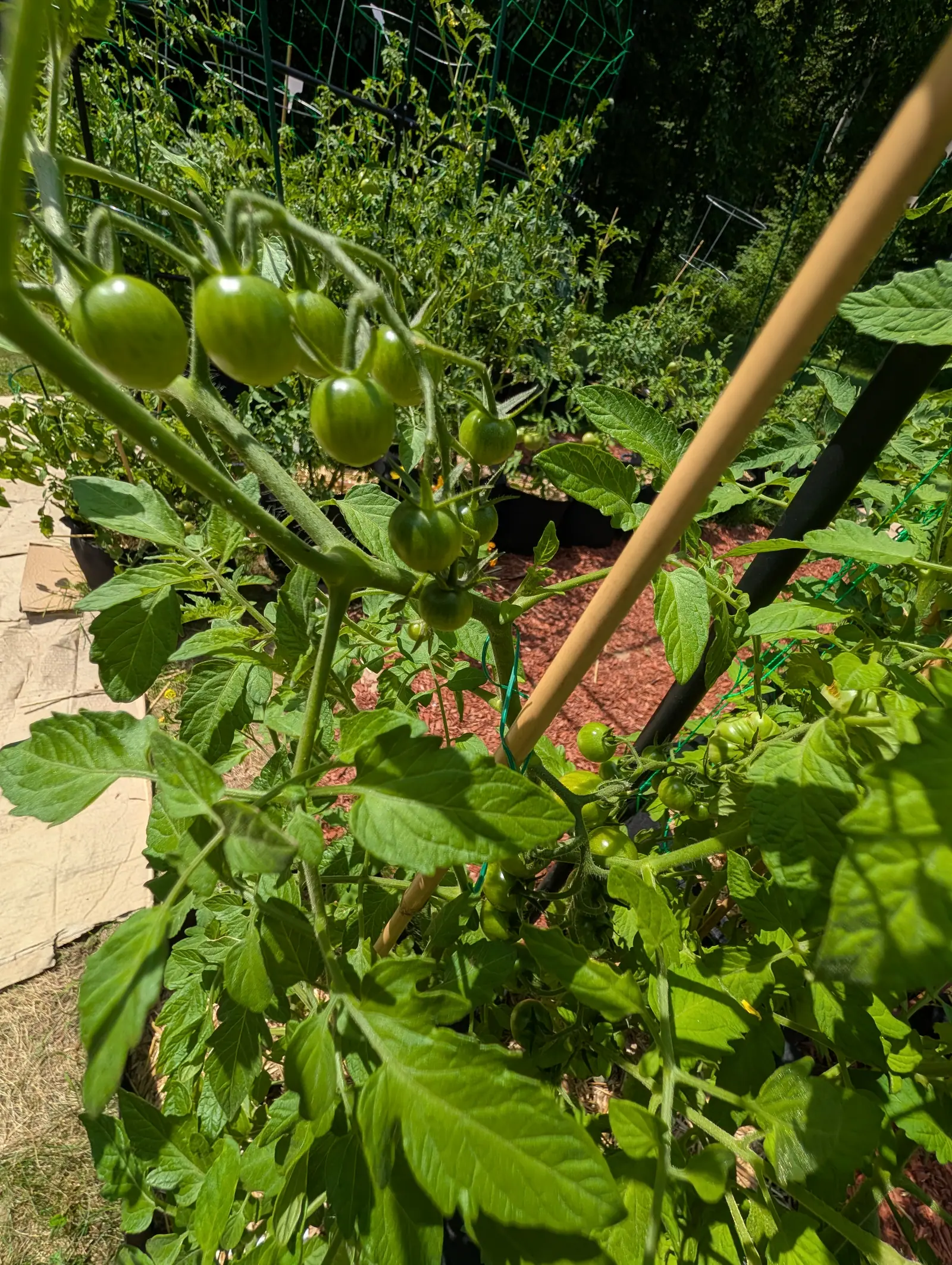 Super Sweet 100 tomatoes on 20 July, still green and strung five in a row along one branching truss with further clusters of eight hanging below, each faintly striped darker and each holding its own hard white highlight in the noon sun.