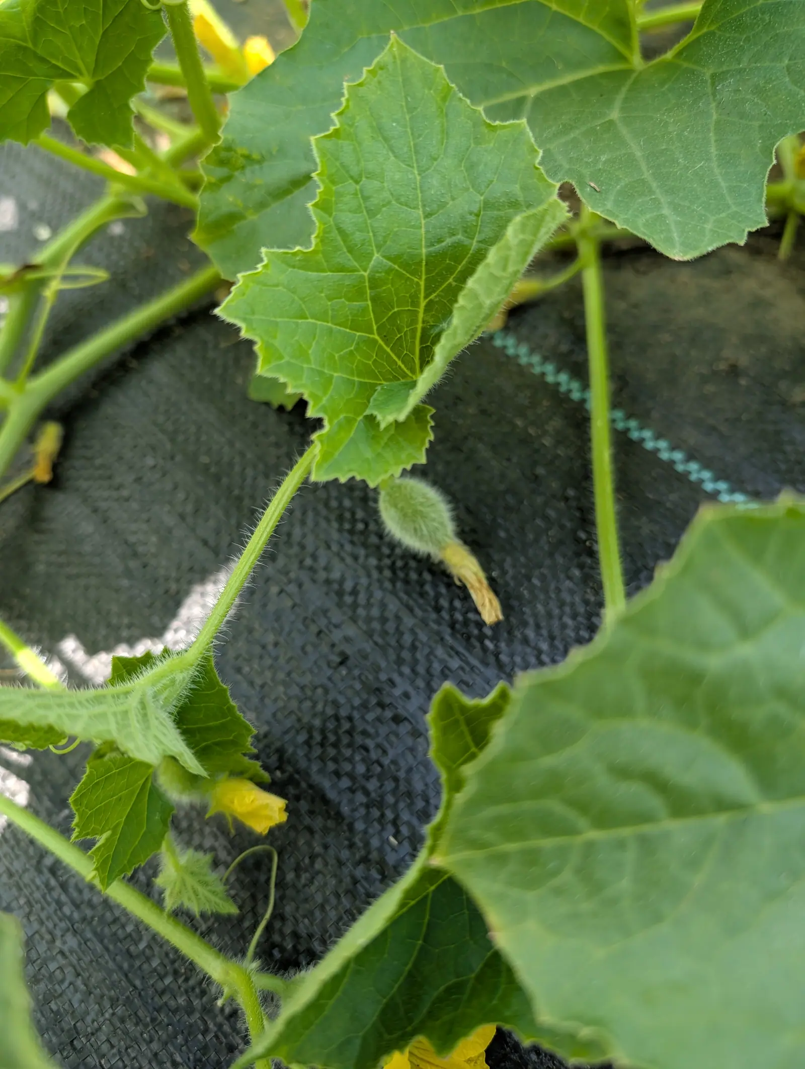 A melon just set on 20 July, an ovoid still wearing its shriveled corolla at the tip and so densely furred that the pale green shows only through the halo, the bristled leaves above it in bright sun and everything below in their own shade.