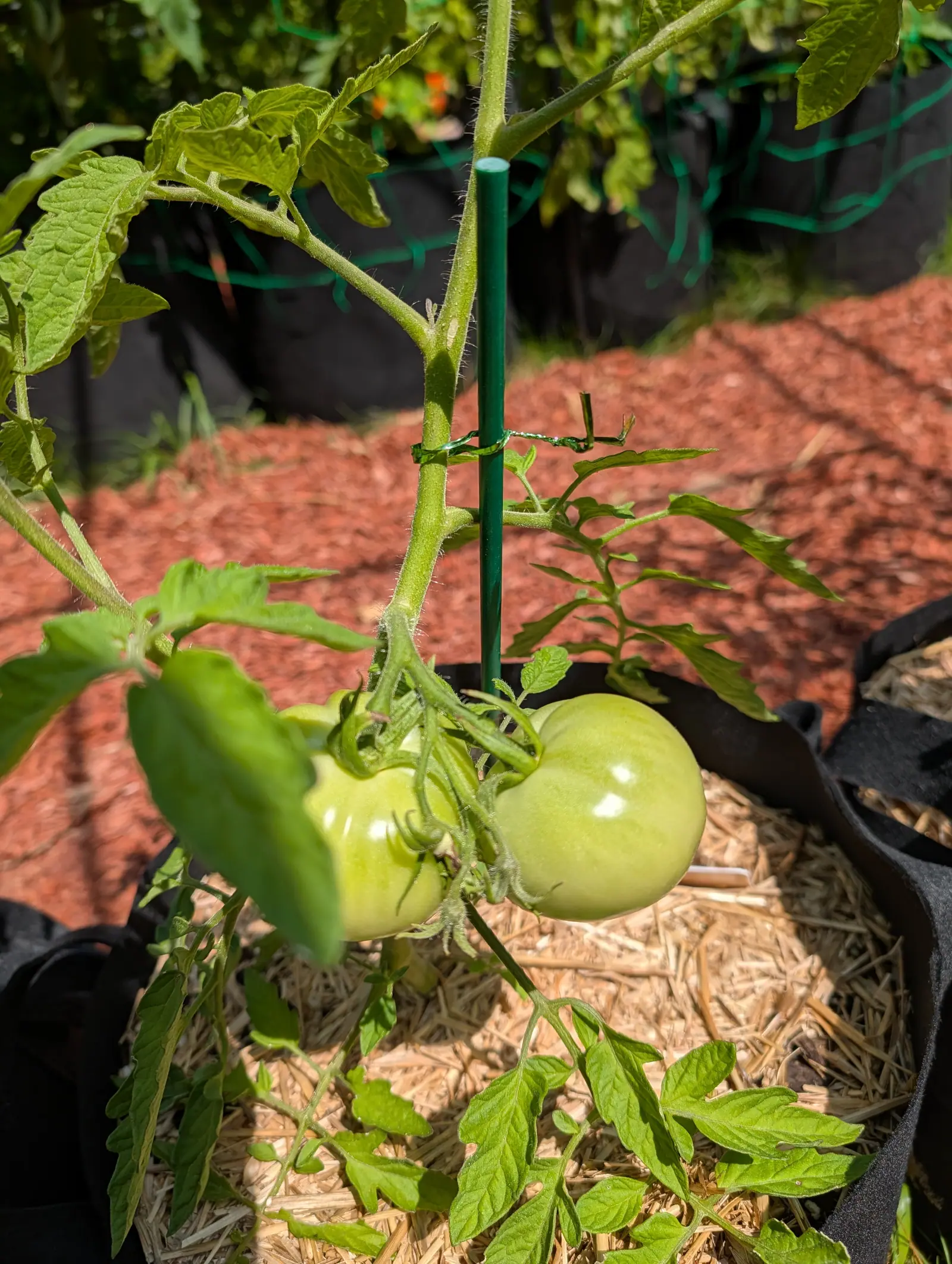 Two Celebrity tomatoes on 20 July, hanging so low they nearly rest on the ground, pale yellow-green with hard white highlights and hairy sepals bent back over each shoulder, and between them the dried scar where a third flower came away.