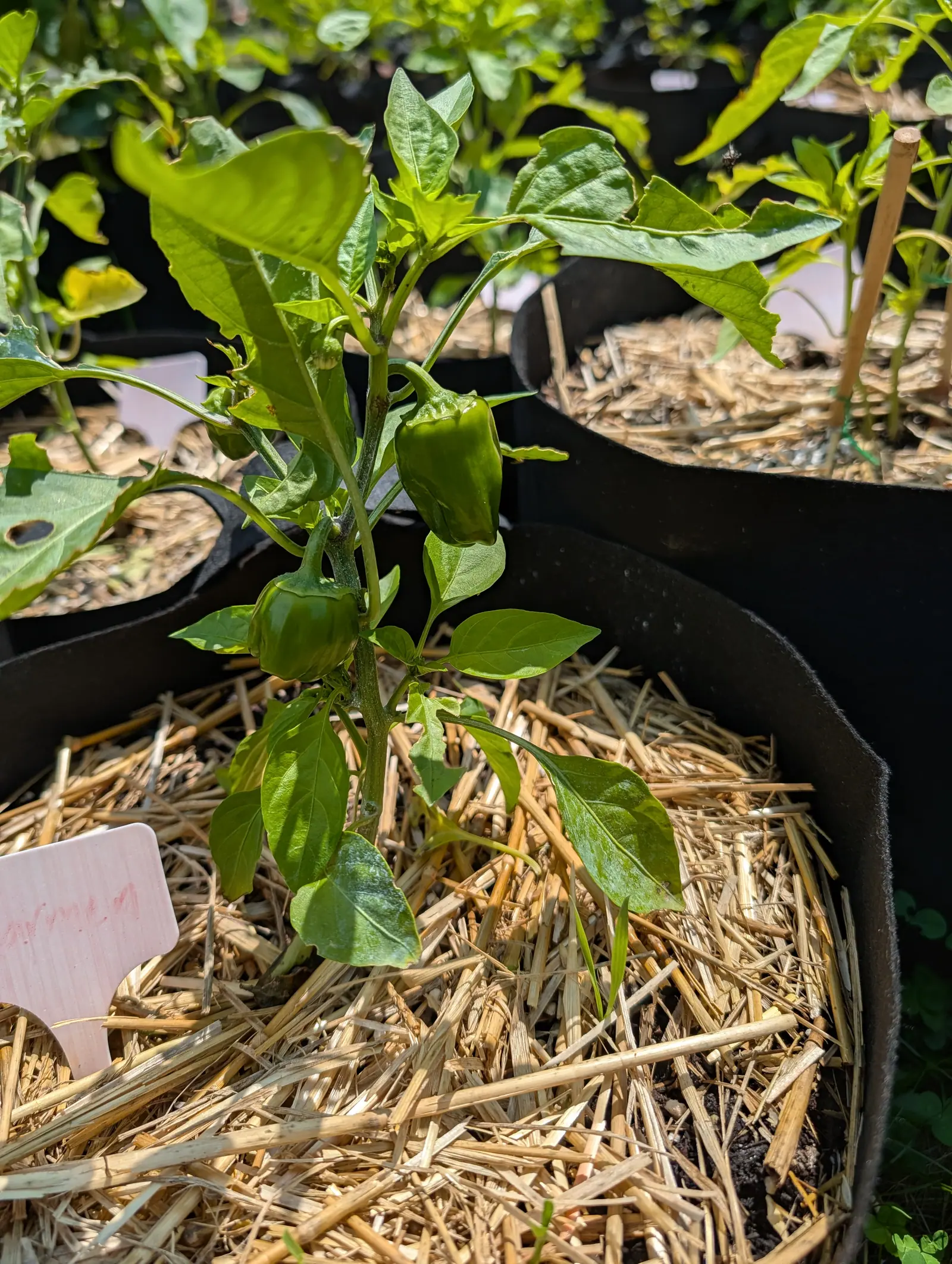 A Carmen pepper on 20 July, two blocky green fruits hanging tip-down under scalloped calyces on a plant still open enough to see through, its leaves bitten away at the margins and filmed silver with kaolin clay in hard noon sun.