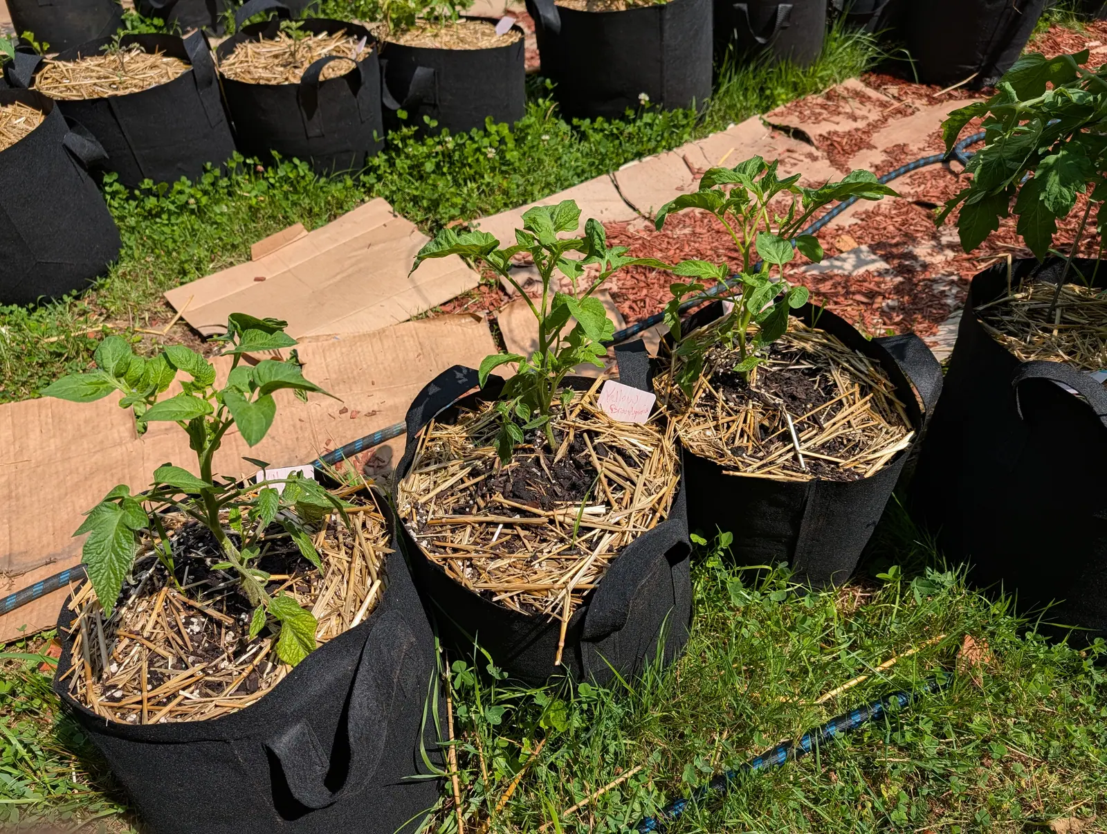 Three young plants on 20 July, each carrying only a few broad rugose leaflets with wavy entire margins and none of the small ones between, the newest side shoots breaking finer and more cut, set out on mown grass and flowering clover in crisp noon shadow.