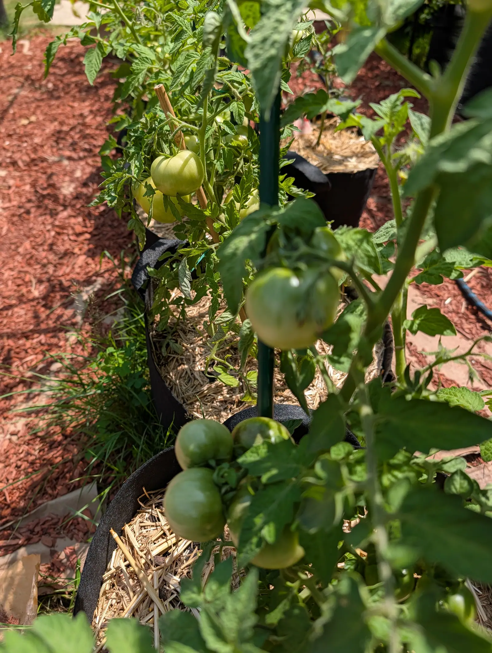 Czech's Bush tomatoes on 20 July, fruiting at two heights at once, one large ribbed globe gone satin pale yellow-green up top and three small round ones bunched almost on the ground below, a hard band of shadow lying across the row behind.