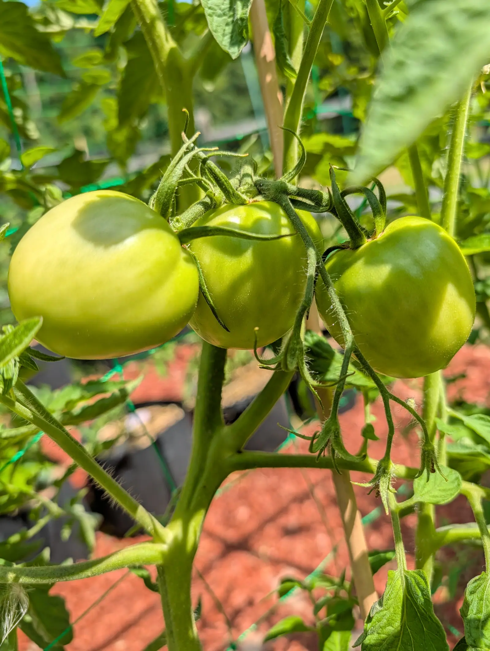 Sun Sugar tomatoes on 20 July, three in a row on one hairy truss and each wider than the leaflets beside it are long, the left one already cream-yellow while the other two hold a darker band across the shoulder, hard leaf shadows over all three.