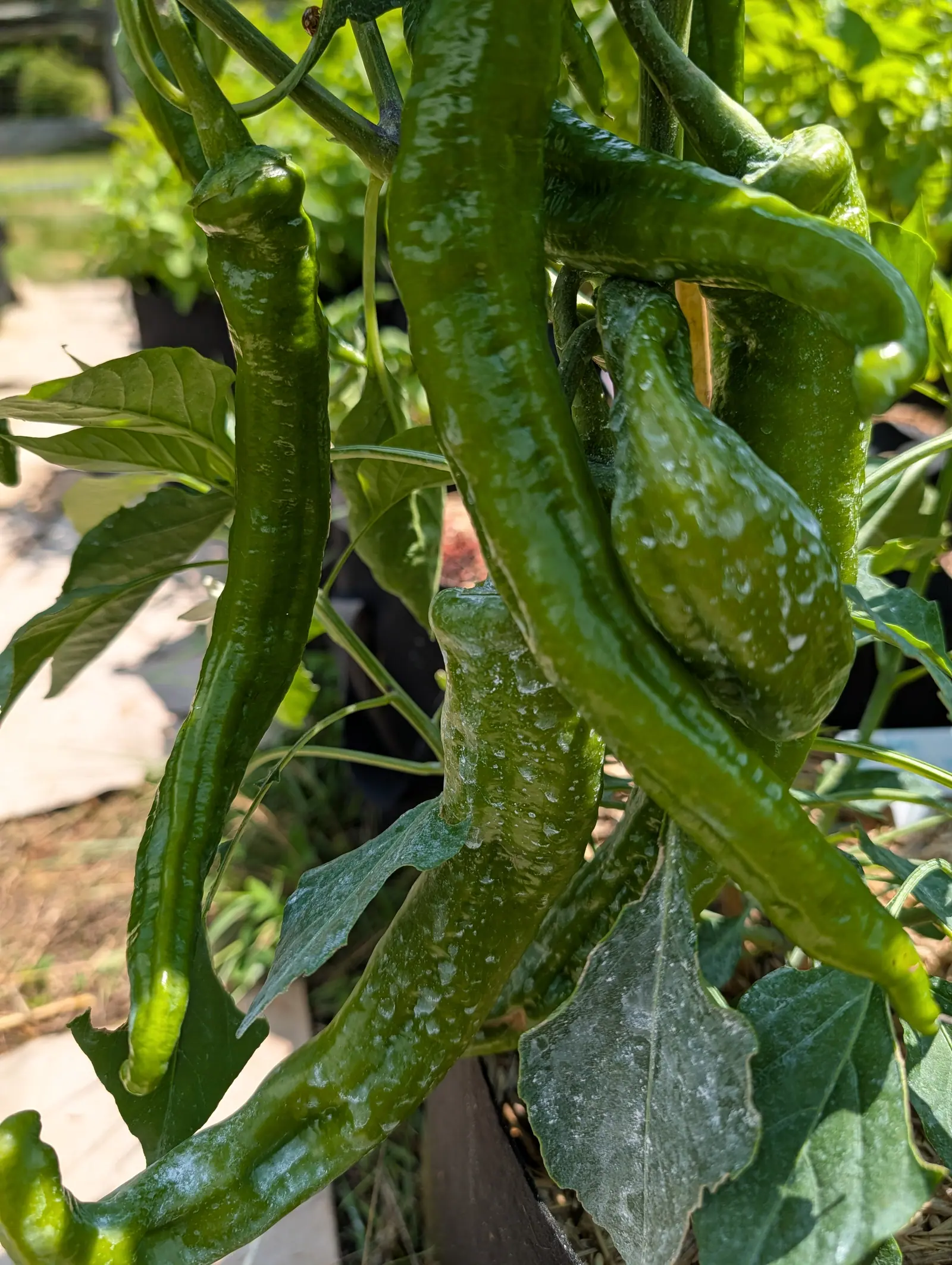 Ristra Cayenne II peppers on 20 July, five or six slender horns crossing each other tip-down and rippled the length of every one, the leaf beneath them white to its edges with kaolin clay pooled along the veins, one small domed beetle clinging above.