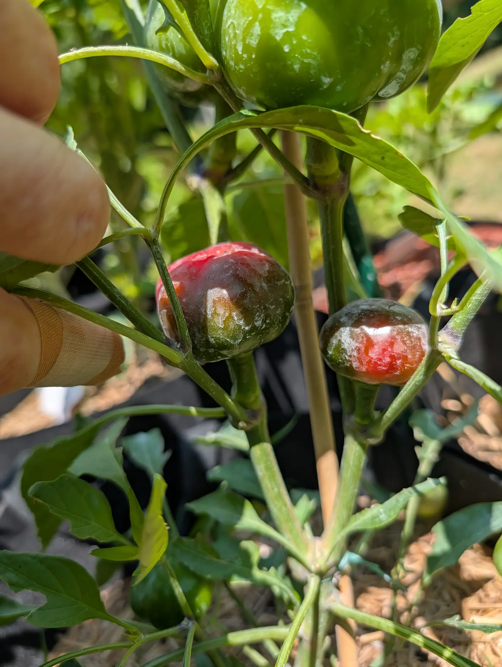 Cherry Stuffer peppers on 20 July, three sitting upright on their stalks with the calyx underneath, one still green and beaded with water and one gone scarlet across the top half, blending down through bronze to olive, a branch held aside at the edge.