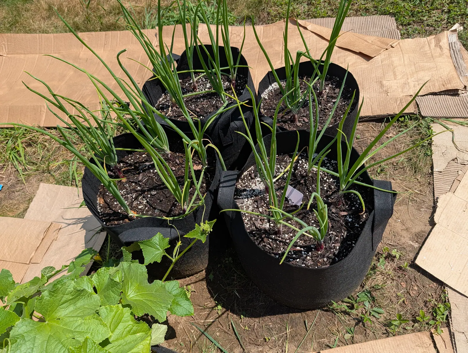 Red onions on 20 July, tubular gray-green leaves rising in flat fans before arching out, each on a short neck flushed deep red-purple at the compost line, and a spiny young cucumber reaching in from off-frame at one corner in crisp noon light.