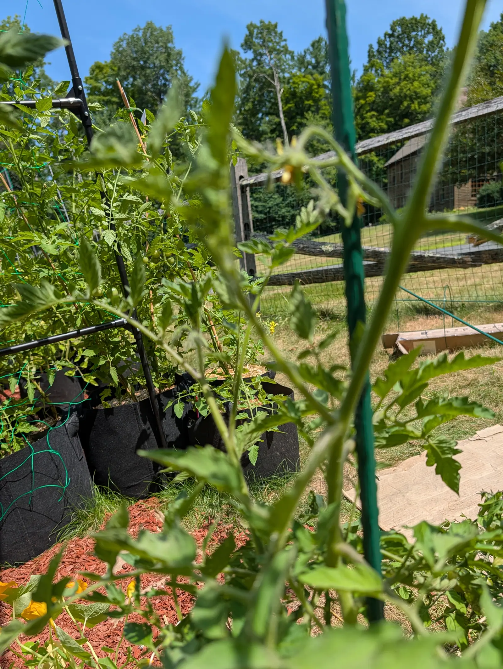 Manitoba tomatoes on 20 July, seen out through the plant in the foreground with one thick pale stem crossing the whole view, small green clusters and reflexed yellow flowers down the row, and beyond them grass going dry in patches under deep blue sky.