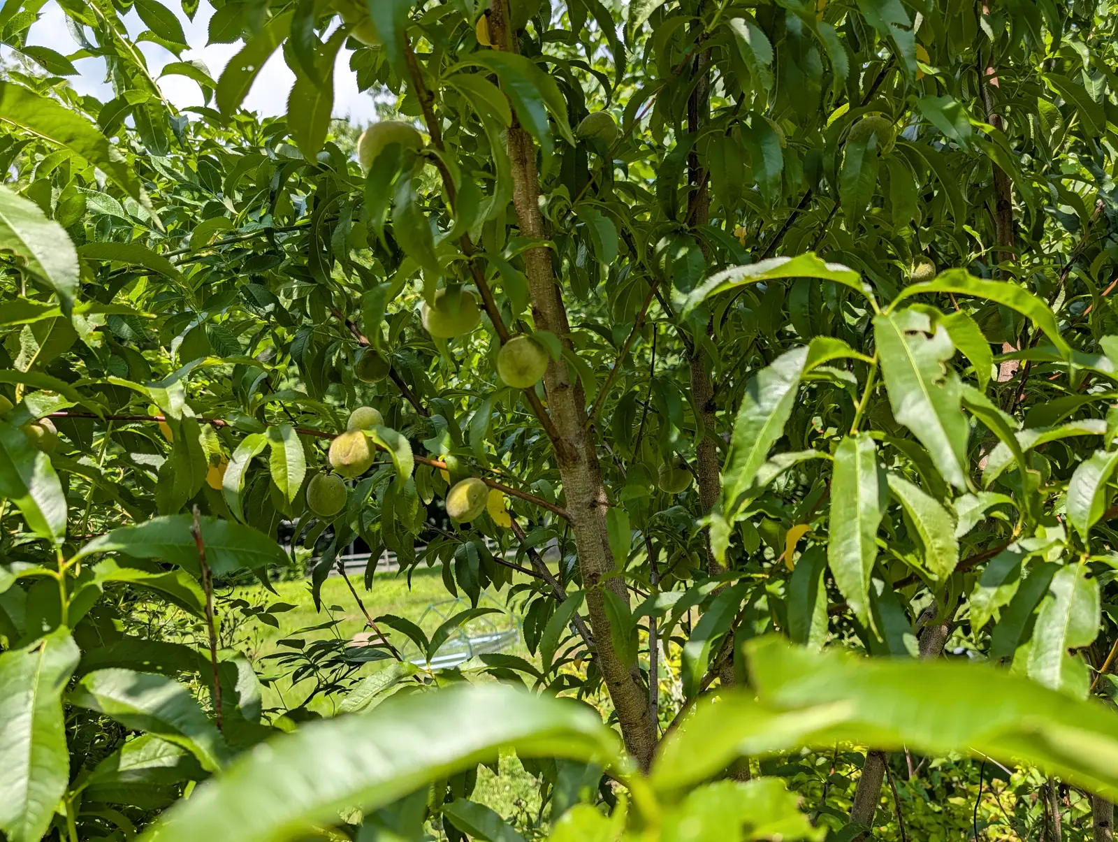 Peaches on 20 July, still matte green and downy with a faint groove down one side, several tucked hard in against the wood, the long finely toothed leaves hanging round them in drooping sprays and breaking the sun into hard dapple.