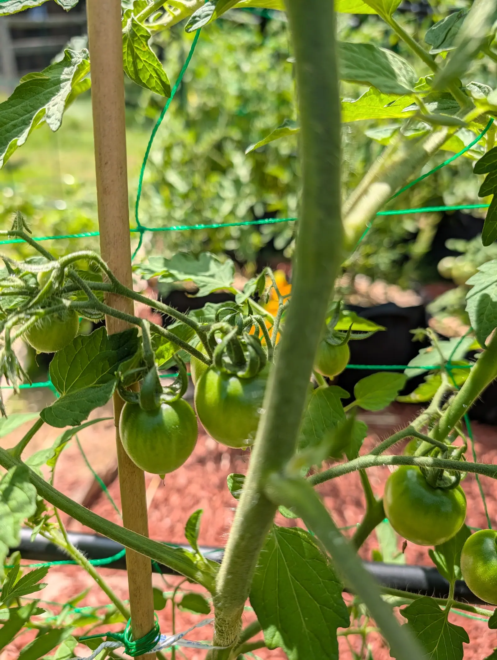Del Tonet tomatoes on 20 July, small round fruits in loose clusters with faint darker striping and fine droplets still standing on every skin, just watered, and shot from inside the row so the hairy main stem softens right across the frame.
