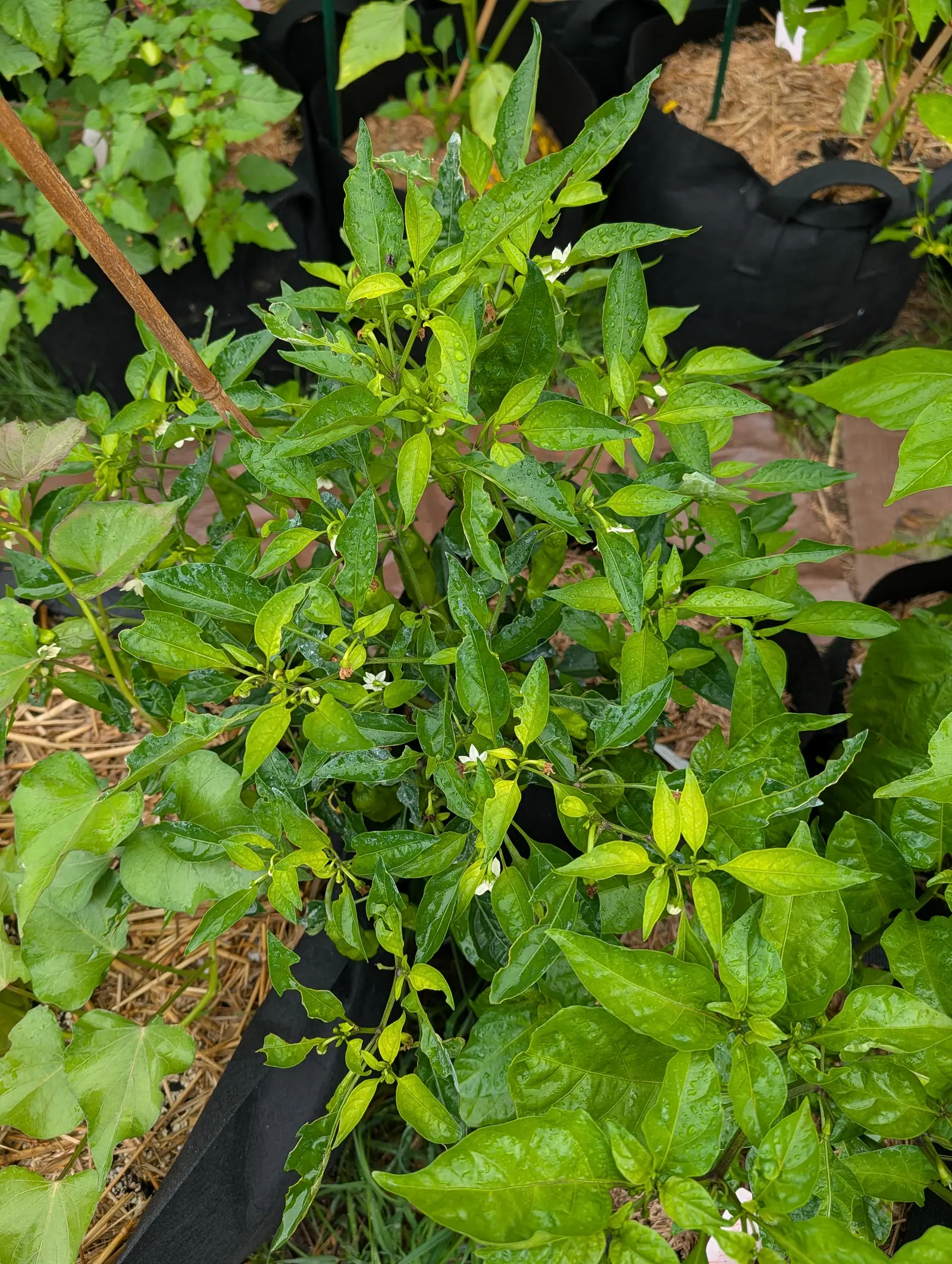 A Dragon Roll pepper on 21 July, hung all over with small cream flowers and spent ones drooping their filaments, only two fruits set and both hidden under the leaves, the blades above them still patched with kaolin clay under flat wet light.