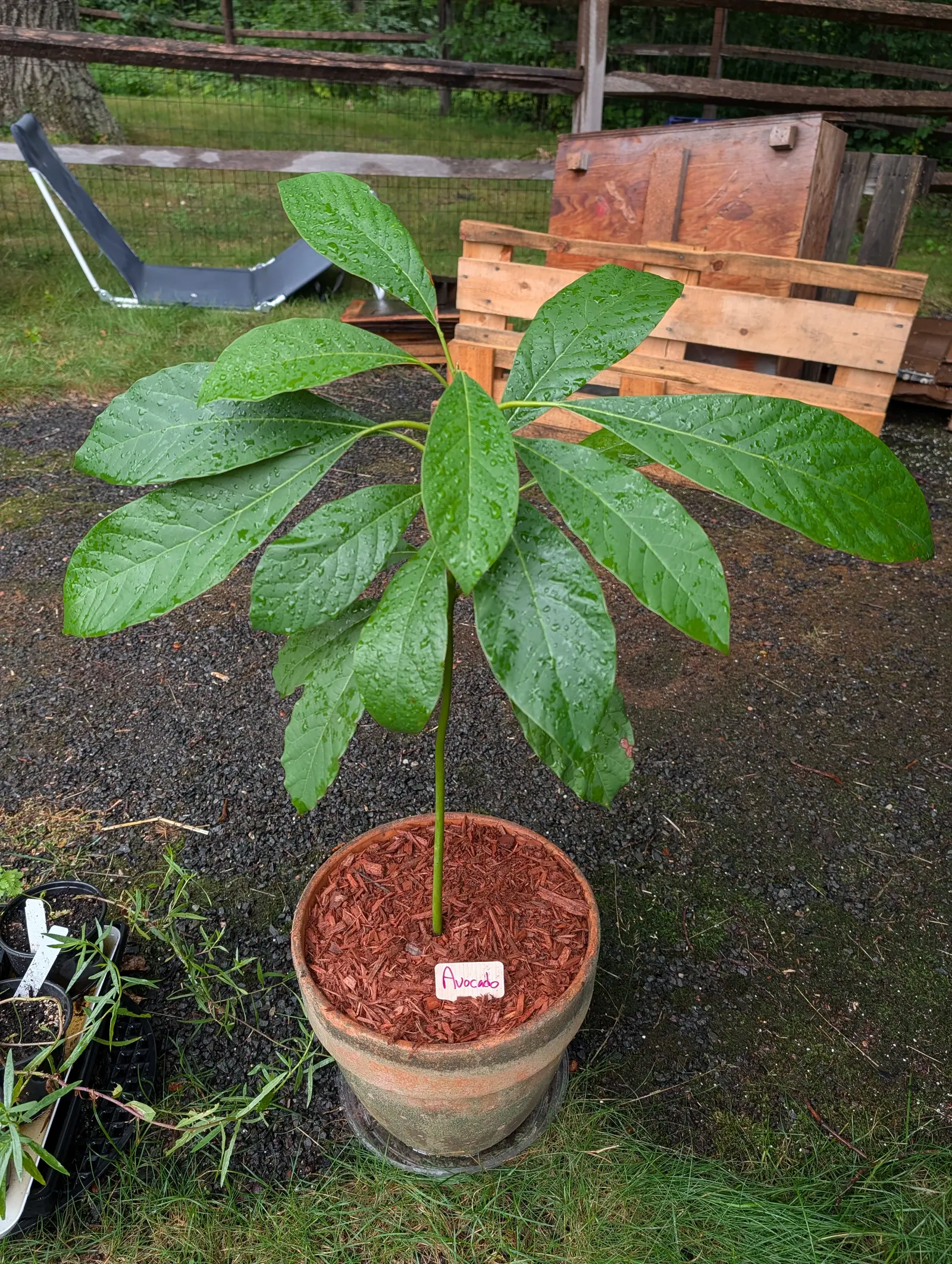 A single-stemmed seedling on 21 July carrying every one of its leaves in one drooping rosette at the top, each blade leathery and dark with six to nine pairs of veins arching forward to the margin, the whole plant beaded with rain in shadowless light.