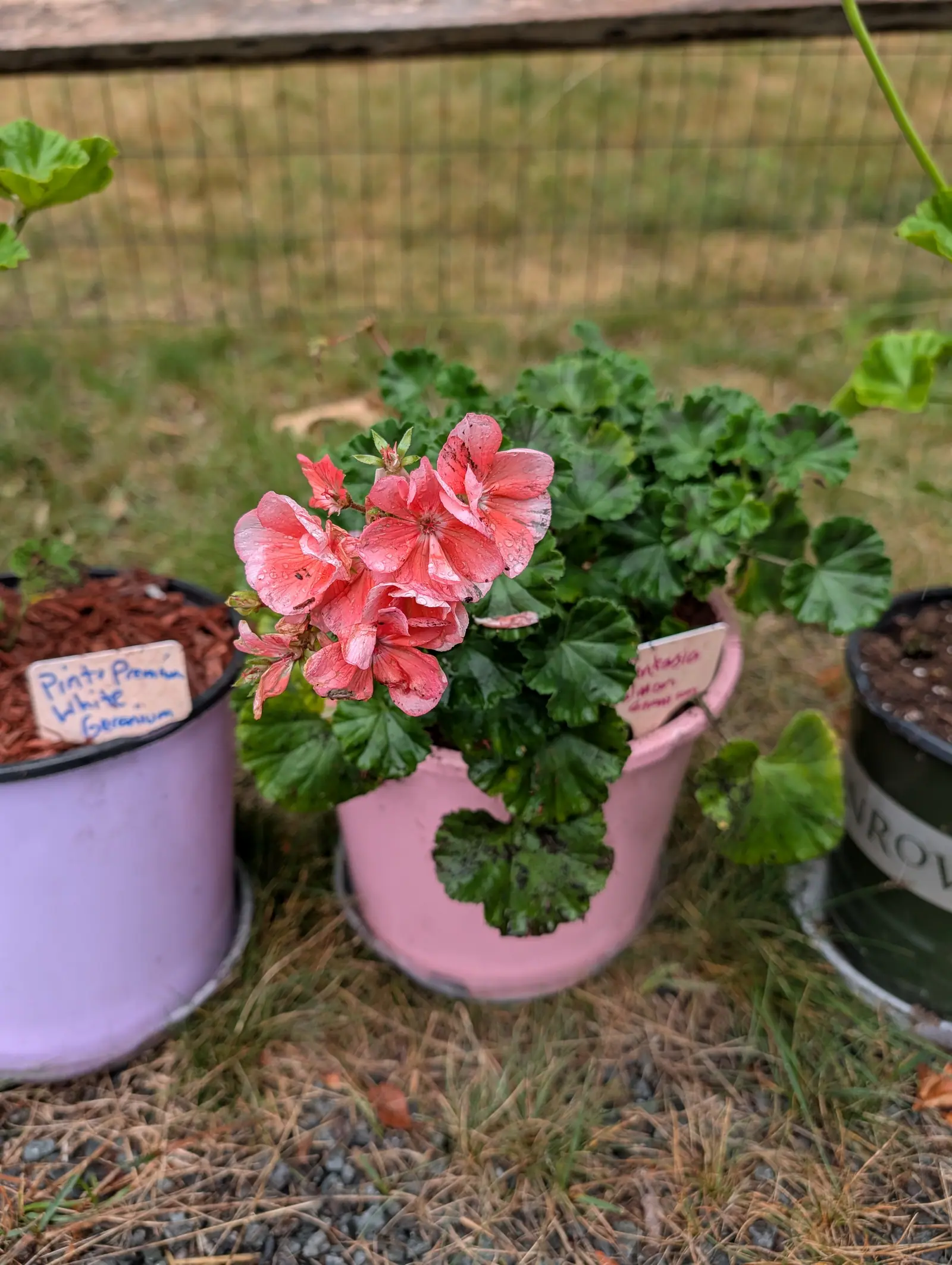 A Fantasia Salmon geranium on 21 July, one umbel pushed clear of the foliage in coral-salmon with fine red veins running out of a dark eye, buds still tight at its middle and a few florets already collapsed to brown paper, every petal beaded with rain.