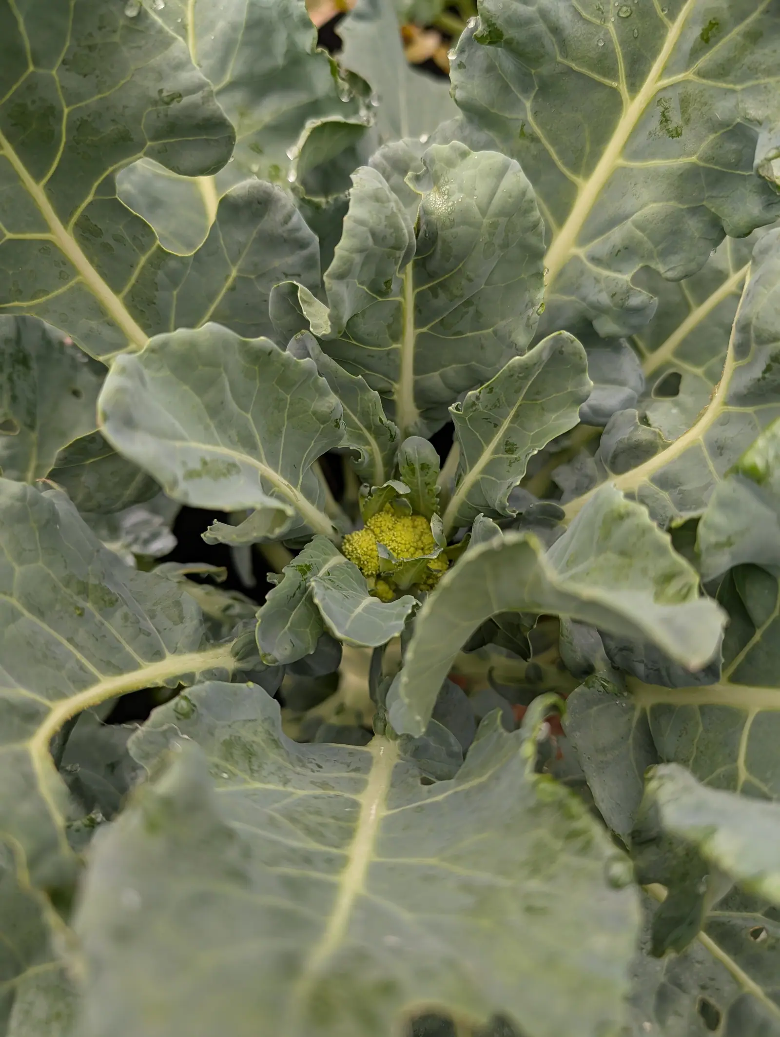 Broccoli on 21 July, a first head sunk deep in the crown with its buds still separate yellow-green beads rather than a fine blue-green dome, the waxy leaves around it holding the rain in separate round drops under flat overcast light.