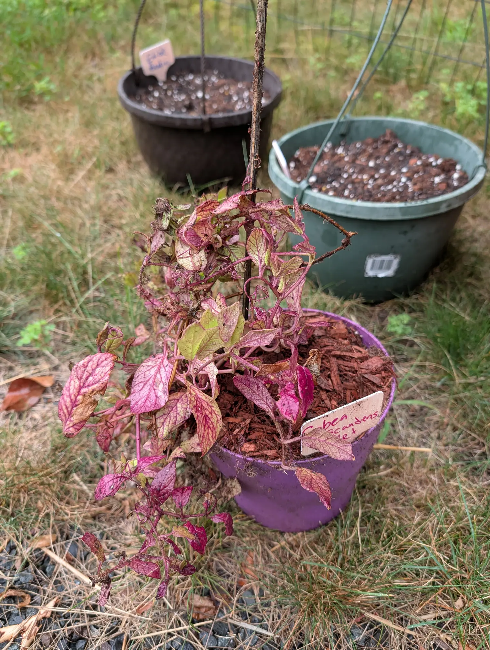 A climber on 21 July with every stem and leaf axis run through magenta and its leaflets netted all over in magenta veins on cream, each leaf ending in a fine tendril that splits into several coiling arms, half of them dried and curled, all of them wet.