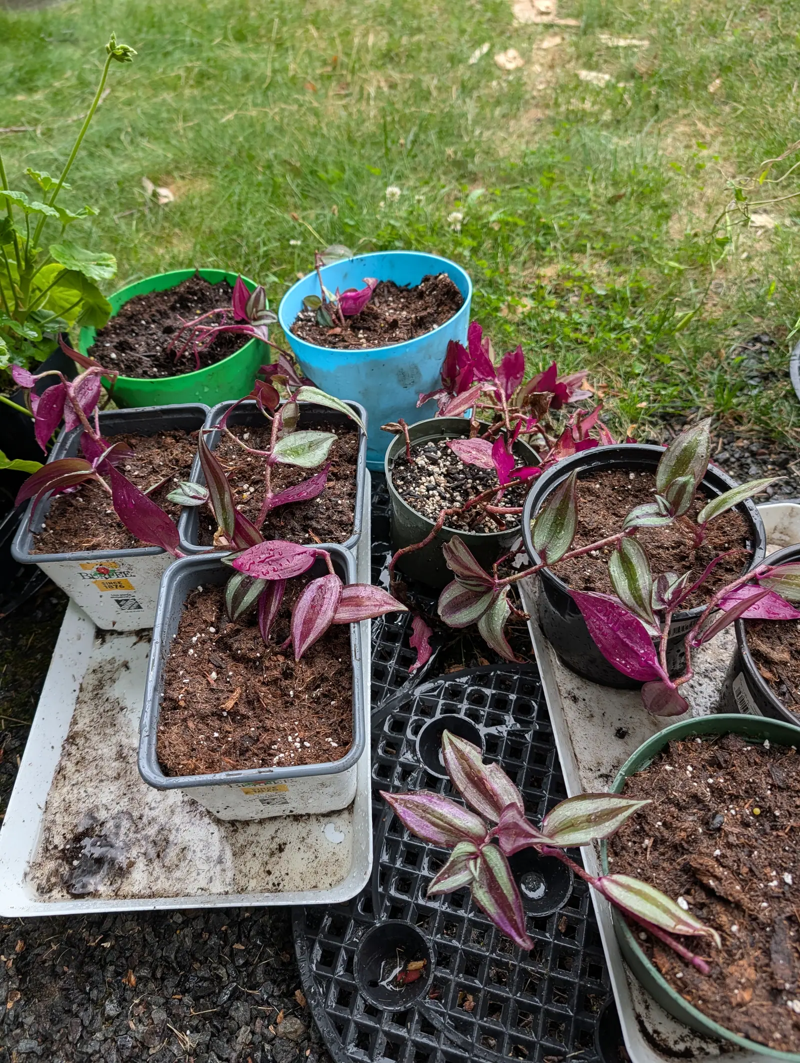 Tradescantia cuttings on 21 July, each leaf banded silver either side of a dark midline above and solid magenta beneath, so the trailing stems alternate pink and silver from overhead, one rooting bare with no pot at all and everything beaded from watering.