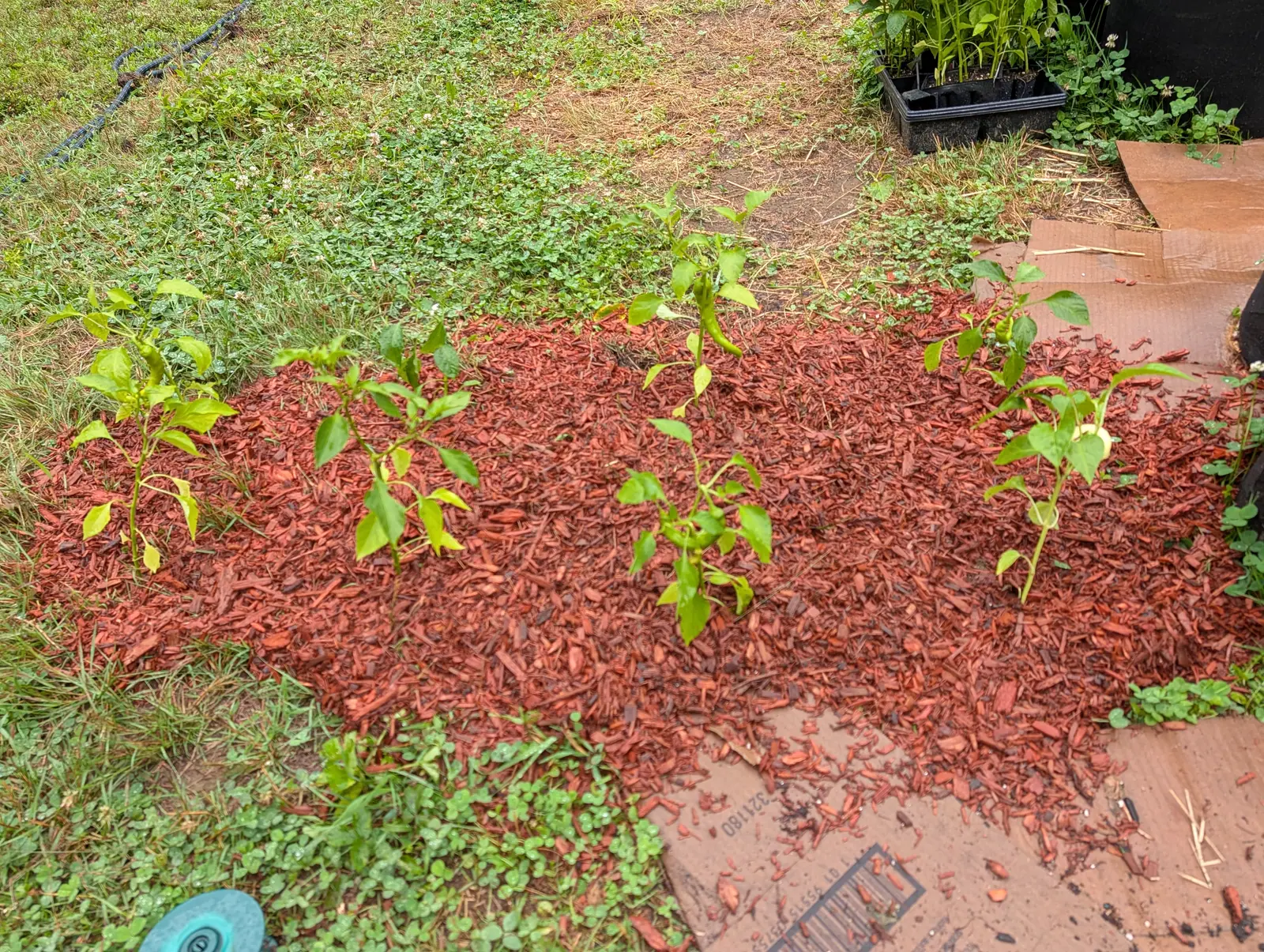 Cowhorn peppers on 21 July, five leggy transplants strung out along a new strip, the middle one already carrying a long curved horn well clear of its leaves while its neighbor holds a short blocky fruit, clover in flower right up to the edge.