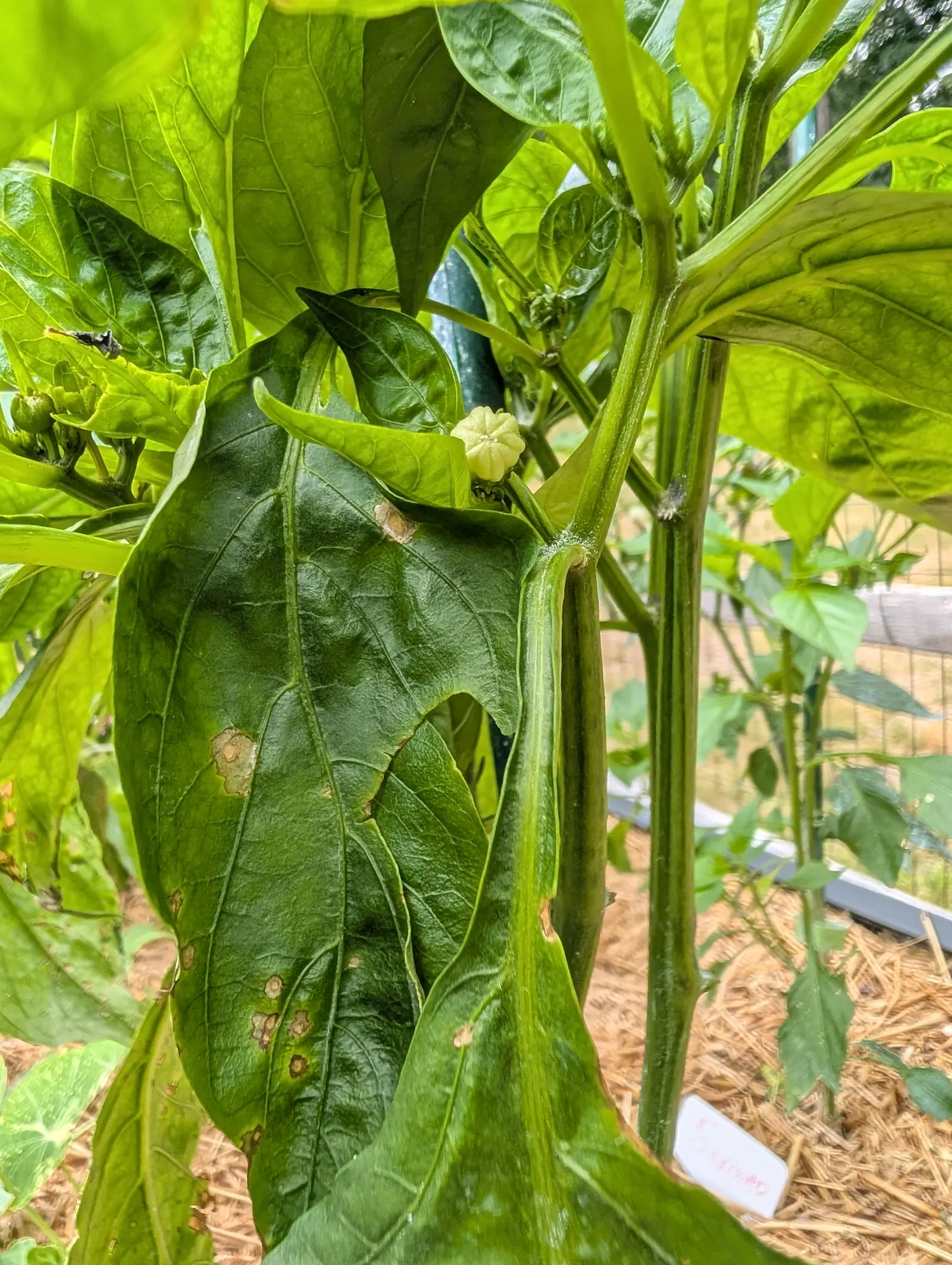 A Quadrato d'Asti Rosso pepper on 21 July, one cream flower face-on with seven rounded lobes each creased down the middle and a knot of pale anthers inside, the big blue-green leaf below it bearing small angular tan lesions, one stopped dead at a vein.