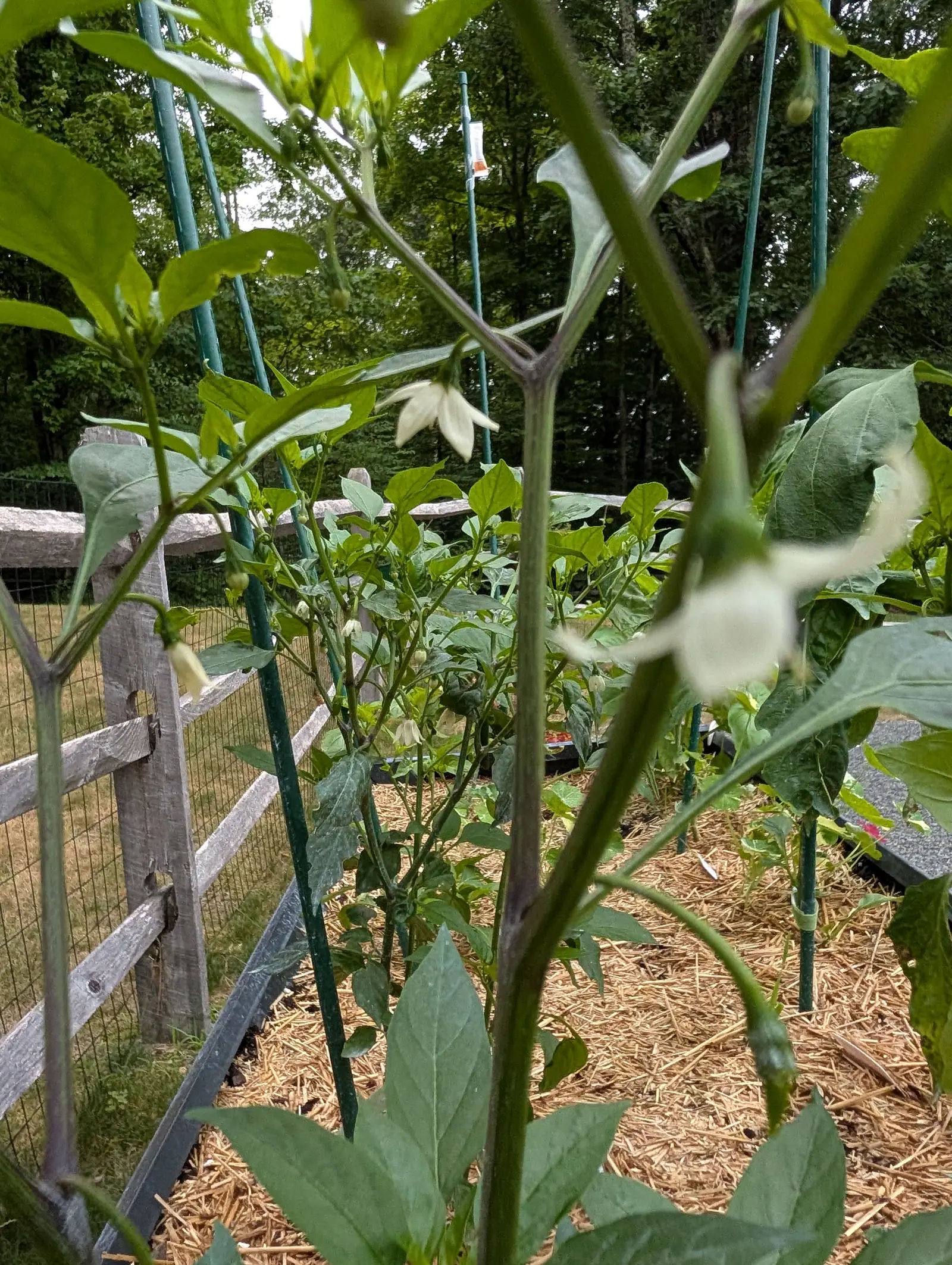 Gong Bao peppers on 21 July, their white corollas hanging with all five narrow lobes swept back and down and small wrinkled green fruits already set at the nodes, the block running away waist-high behind them to a wall of woodland under bright overcast.