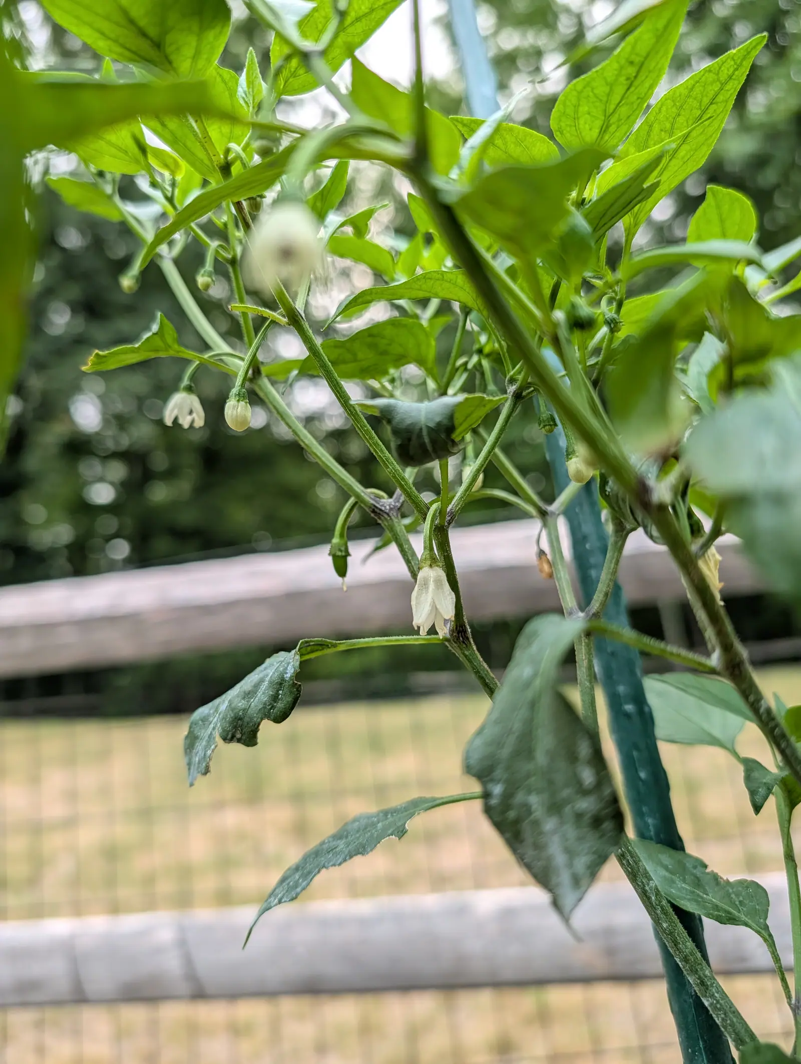 A Serrano pepper on 21 July, one narrow white bell only half reflexed with a dark anther showing in its mouth and a first fruit set below it, the kaolin clay lying only on the older leaves while the translucent new growth above stays clean.