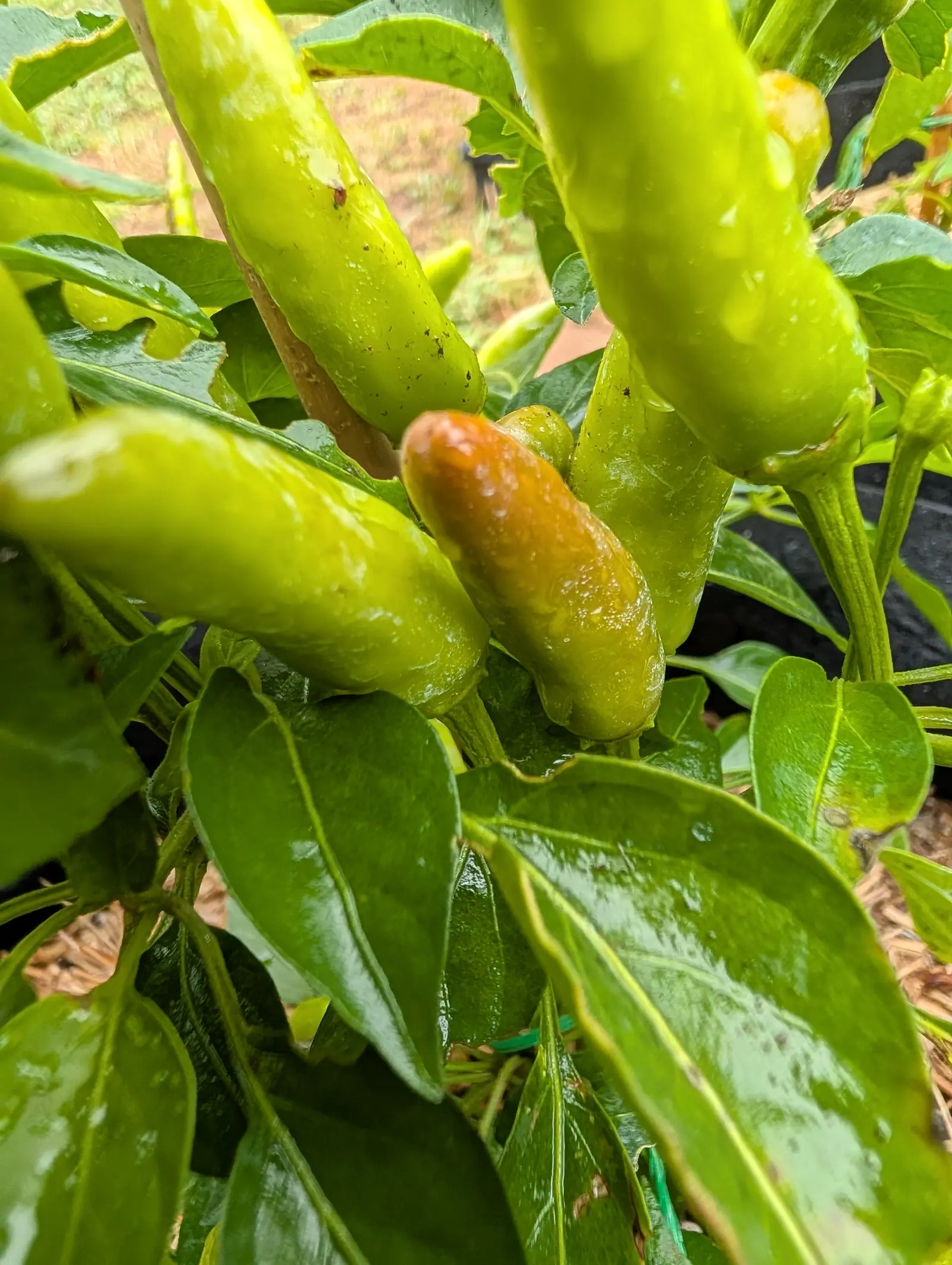 Chili Red peppers on 21 July, six or seven standing up and out from the nodes rather than hanging, blunt-tipped and faintly creased, one gone clear orange over its upper half with butter-yellow between, every fruit fat with rain under flat gray light.