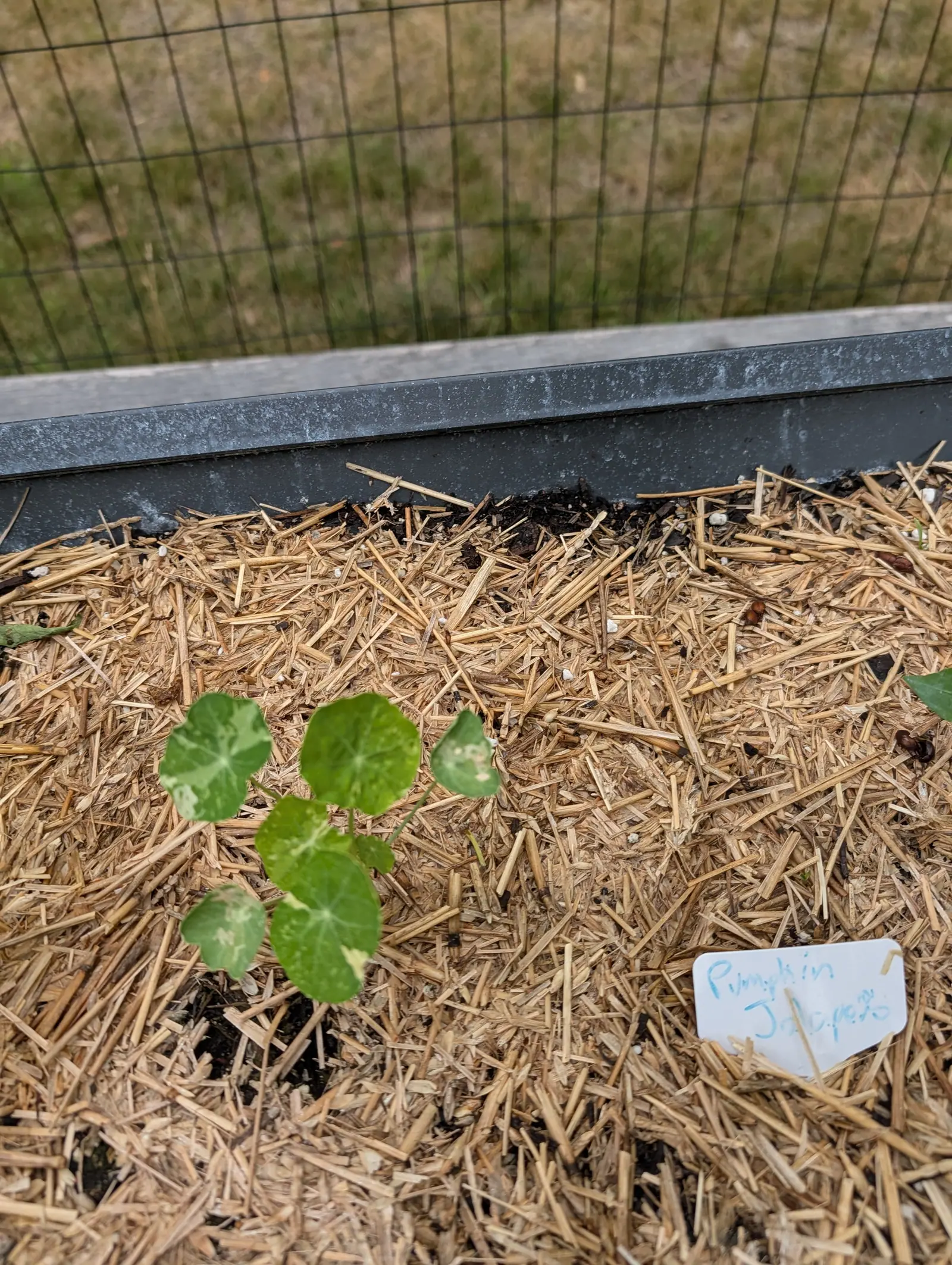A seedling on 21 July whose round leaves each take their stalk dead center underneath, eight or nine pale veins running out from that point like spokes, half of them broken into sharp-edged cream sectors and one gone almost wholly ivory, in flat light.