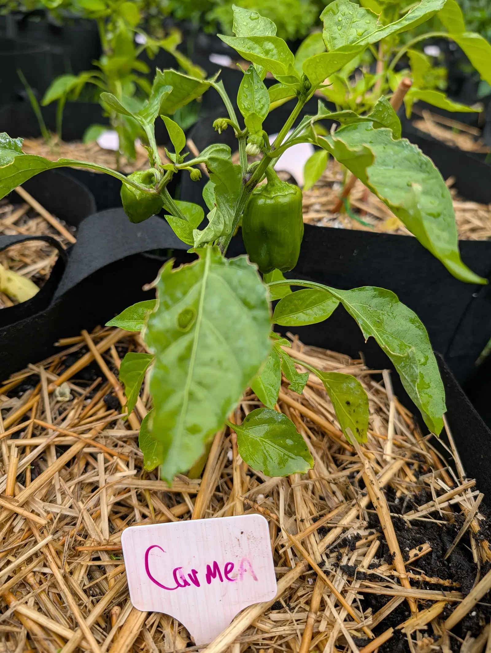 A Carmen pepper on 21 July, one smooth green oblong twice as long as it is wide and squared across the shoulder, a knot of cream buds at the node beside it, the whole plant still beaded from rain and not a fleck of the July clay on any leaf.