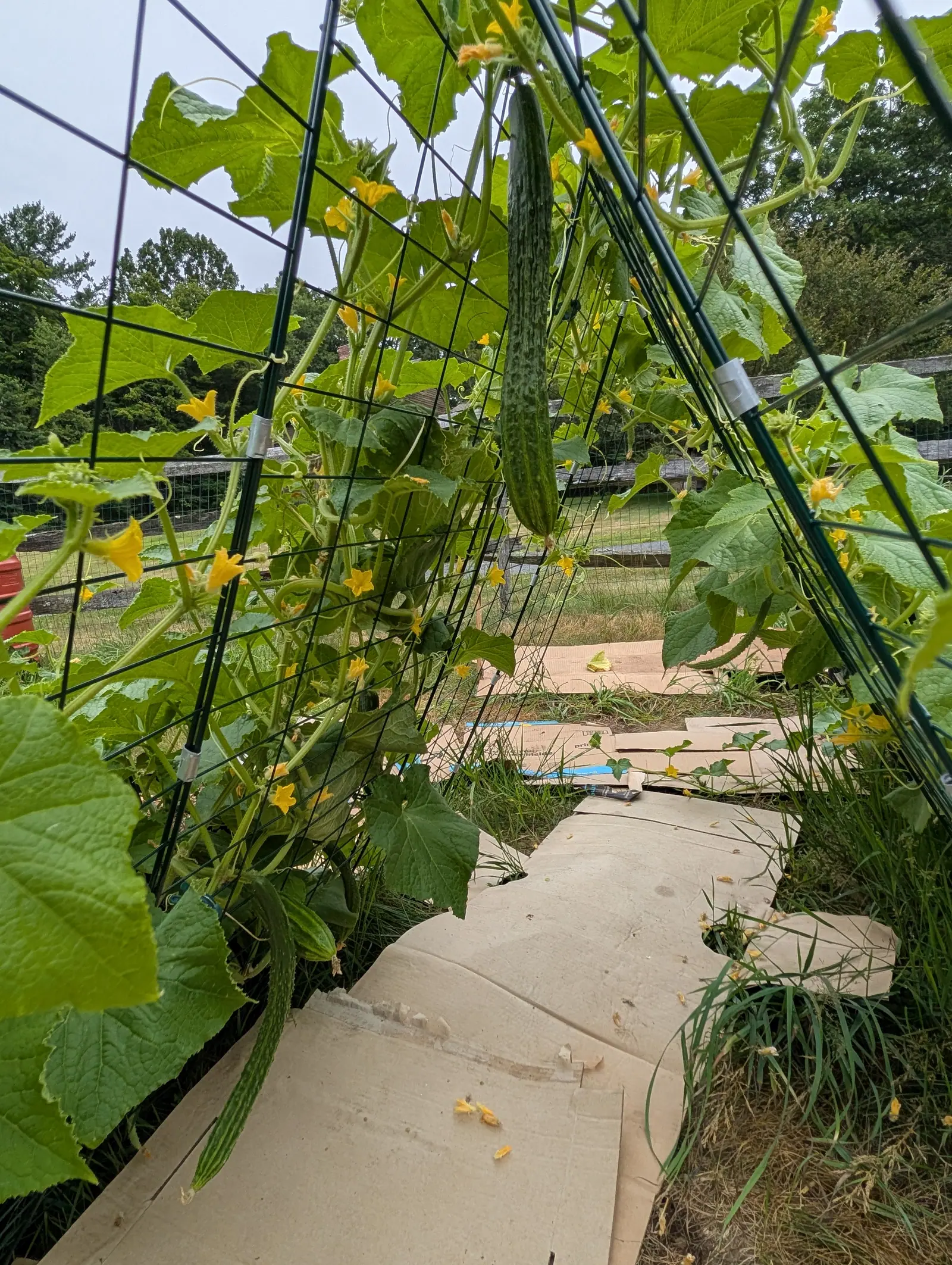 A Suyo Long cucumber on 21 July, hanging straight down at head height in the middle of a leaf-covered tunnel, ridged and grooved the whole way along and dark with paler flecks and a few small warts, yellow flowers open above it under a flat white sky.