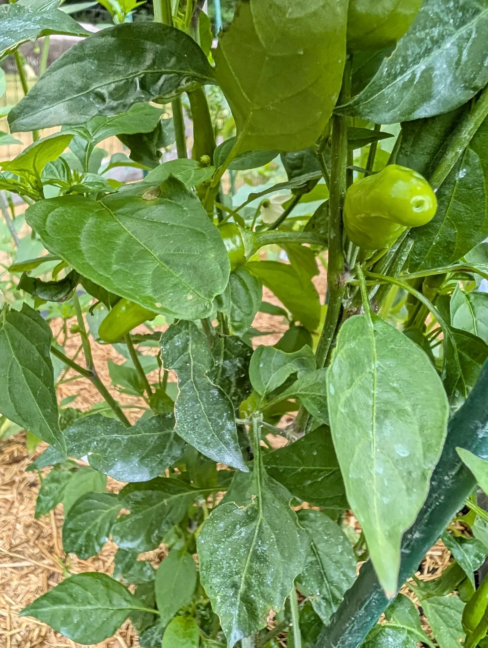 A Piri Piri pepper on 21 July, its clearest fruit squatter than it is long with a shallow navel inside a raised rim, and over the older leaves below it dried kaolin graying them out, with fresh clear droplets standing on top of the clay.