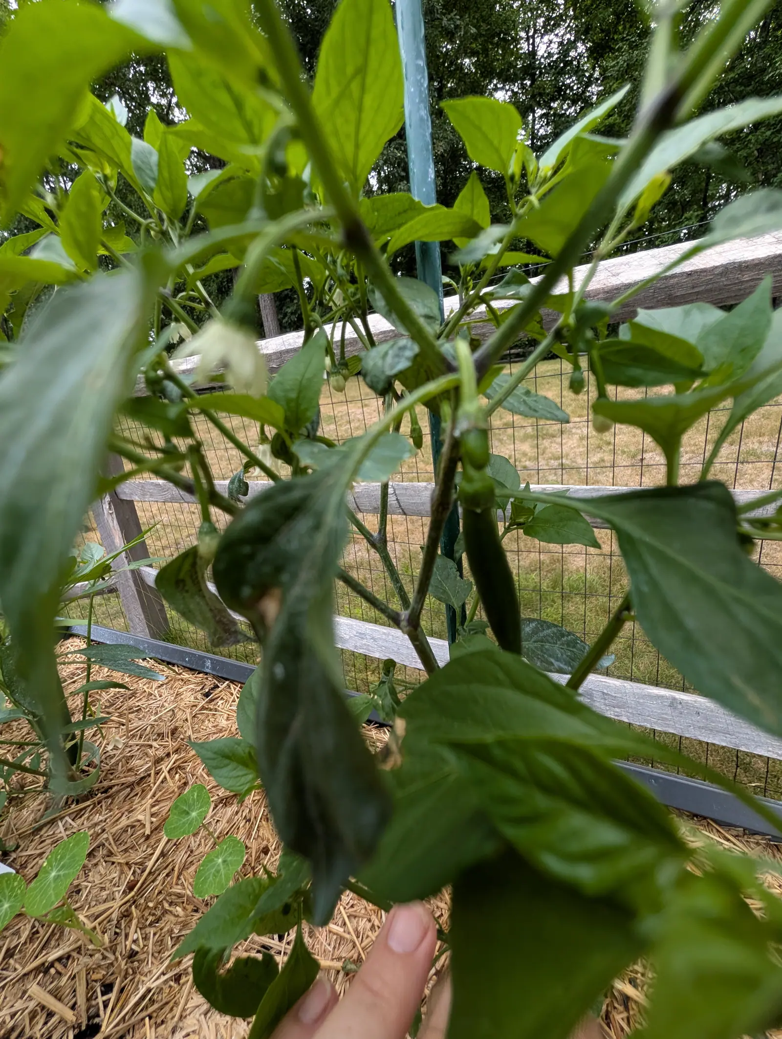 Two fingers hold a Serrano pepper open on 21 July so one slender dark fruit shows deep in the shade with a smaller one set at the node above it, and beyond the bed sun-bleached grass and then the woodland closing off the frame.