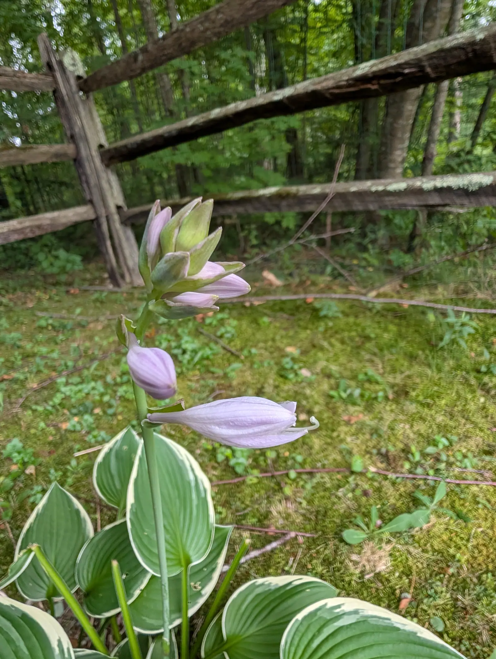 A hosta on 21 July, its scape carrying every flower down one side, the lowest a lavender funnel lined darker along each tepal with the white style curving well past the mouth, over cream-edged leaves with a sweep of bright moss and woodland behind.
