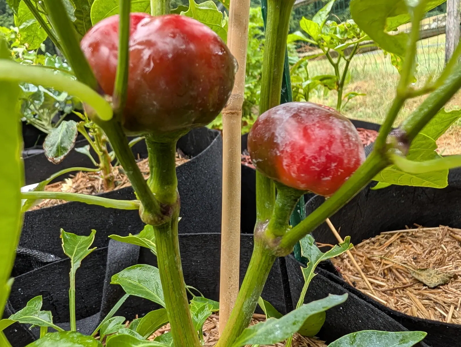 Cherry Stuffer peppers on 21 July, two squat buttons wider than they are tall and ripened deep red with olive-bronze still on the shoulders, and over the red an opaque milky film in dried runs, thickest where the droplets pooled before drying.