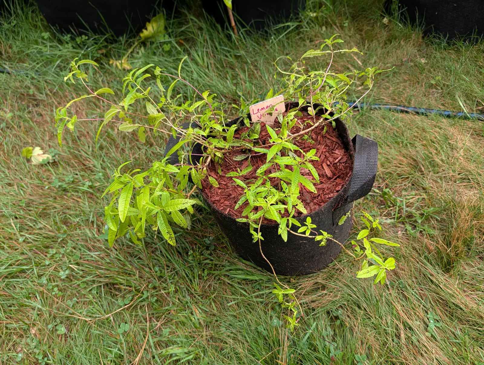 A lemon verbena on 21 July, carrying its narrow leaves in threes at every node with the pale midrib pressed deep into each rough blade, the whole young plant sprawling out over the rim on wiry purple-flushed stems and trailing into the grass.
