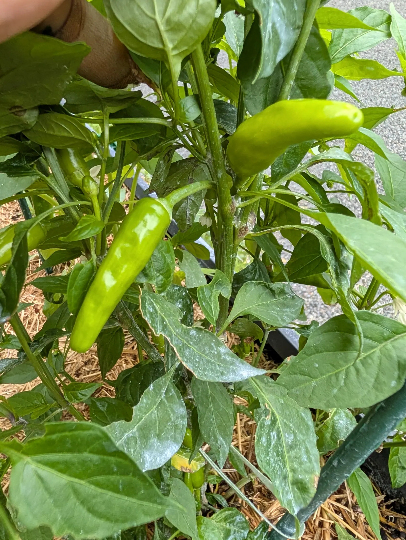 Piri Piri peppers on 21 July, two long slender fruits held out almost level rather than hanging, pale yellow-green against much darker leaves, and those leaves below stippled gray by a dried spray, several gone papery tan along the margins.