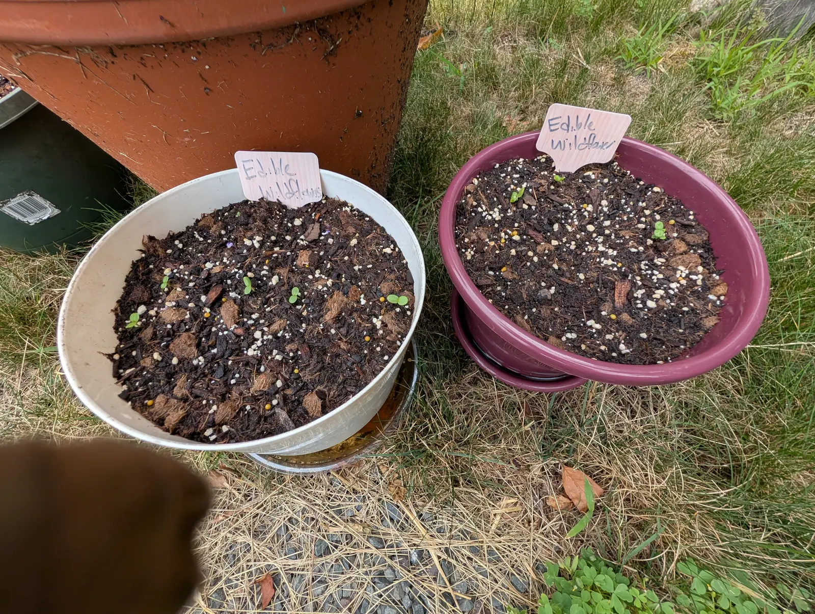 Two pans of sowings on 21 July with germination only just started, five or six seedlings up in one and three or four in the other, each no further than a single pair of rounded seed leaves and one alone showing the first hint of a true pair.