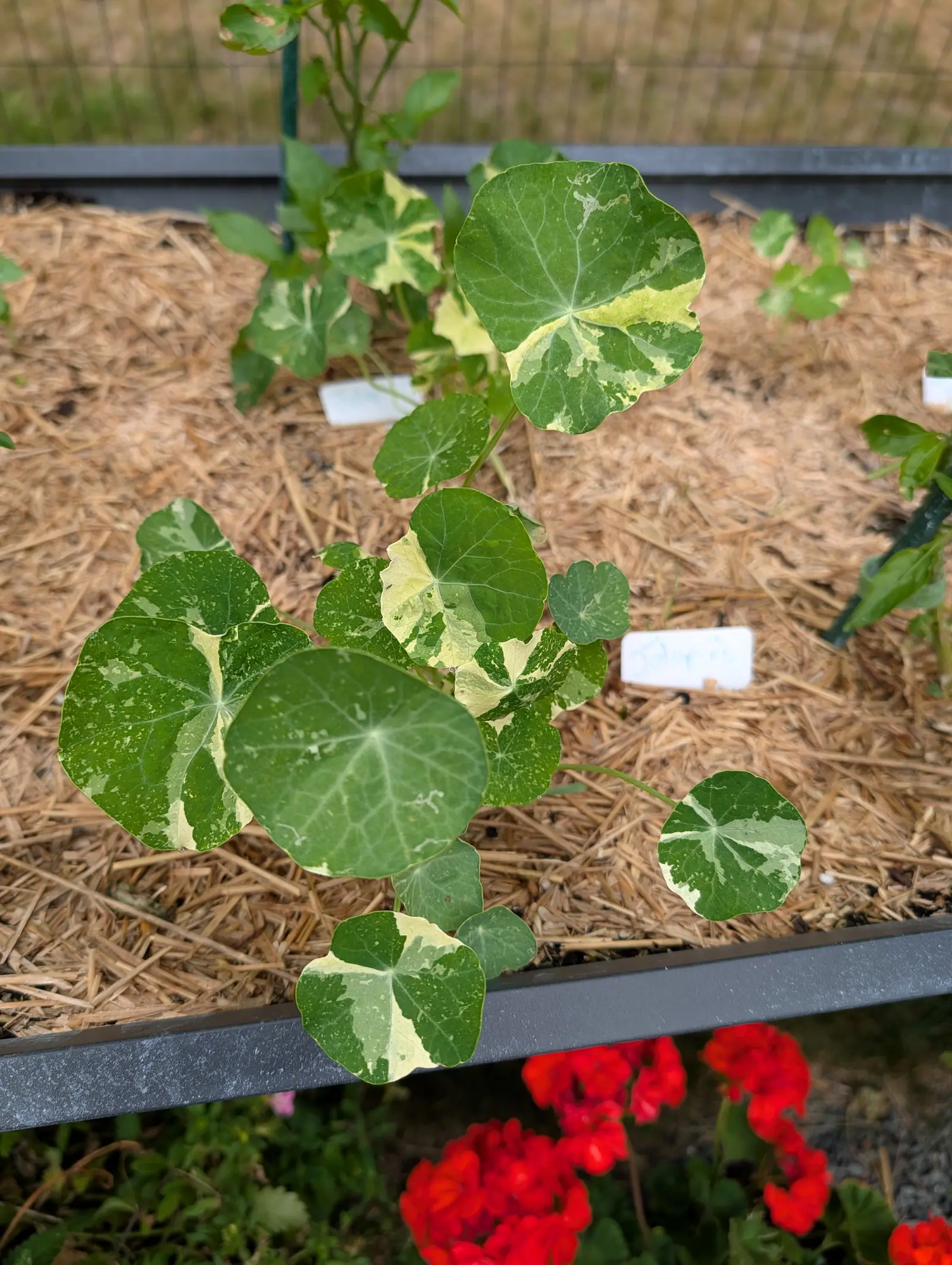 An Alaska Mix nasturtium on 21 July, half its round leaves broken into broad butter-cream islands along one edge while the rest stay plain green, several traced by pale winding tracks, massed scarlet blurring past in the next bed below.