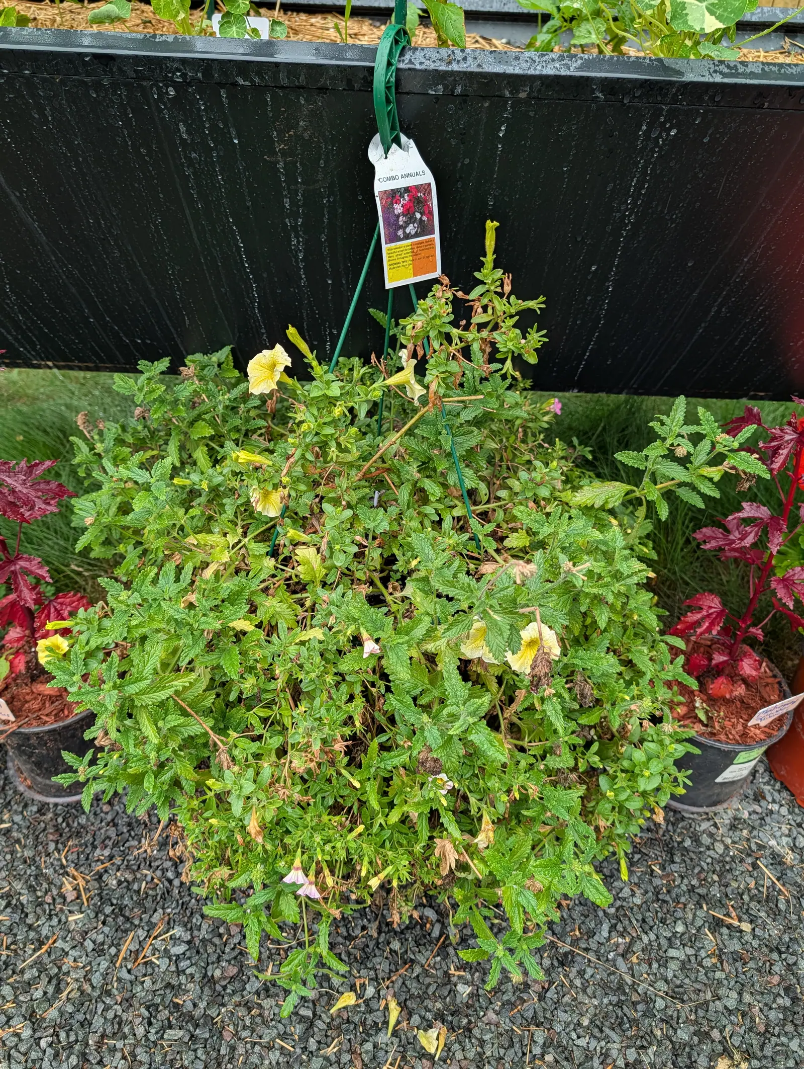 A mixed basket set down on 21 July, primrose funnels with deeper yellow veins running back into the throat and small lilac two-lipped flowers below them, a dozen spent blooms dried to tan paper and rain still running down the panel behind.