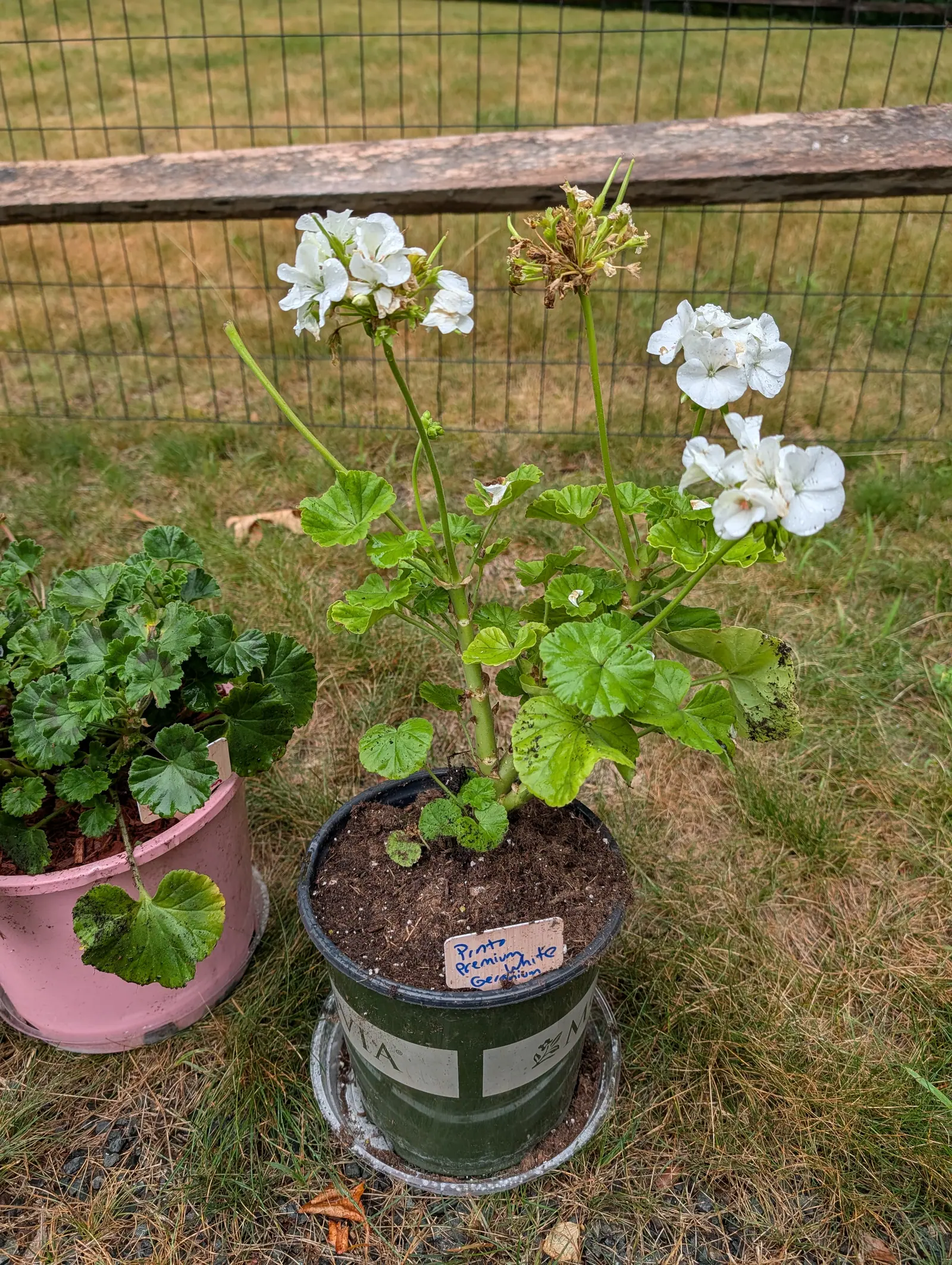 A Pinto Premium White geranium on 21 July, four white umbels held well clear of the leaves with a fine pink fleck deep in a few throats, and a fifth gone over entirely, dried to tan paper with the green seed beaks left standing, every petal wet.