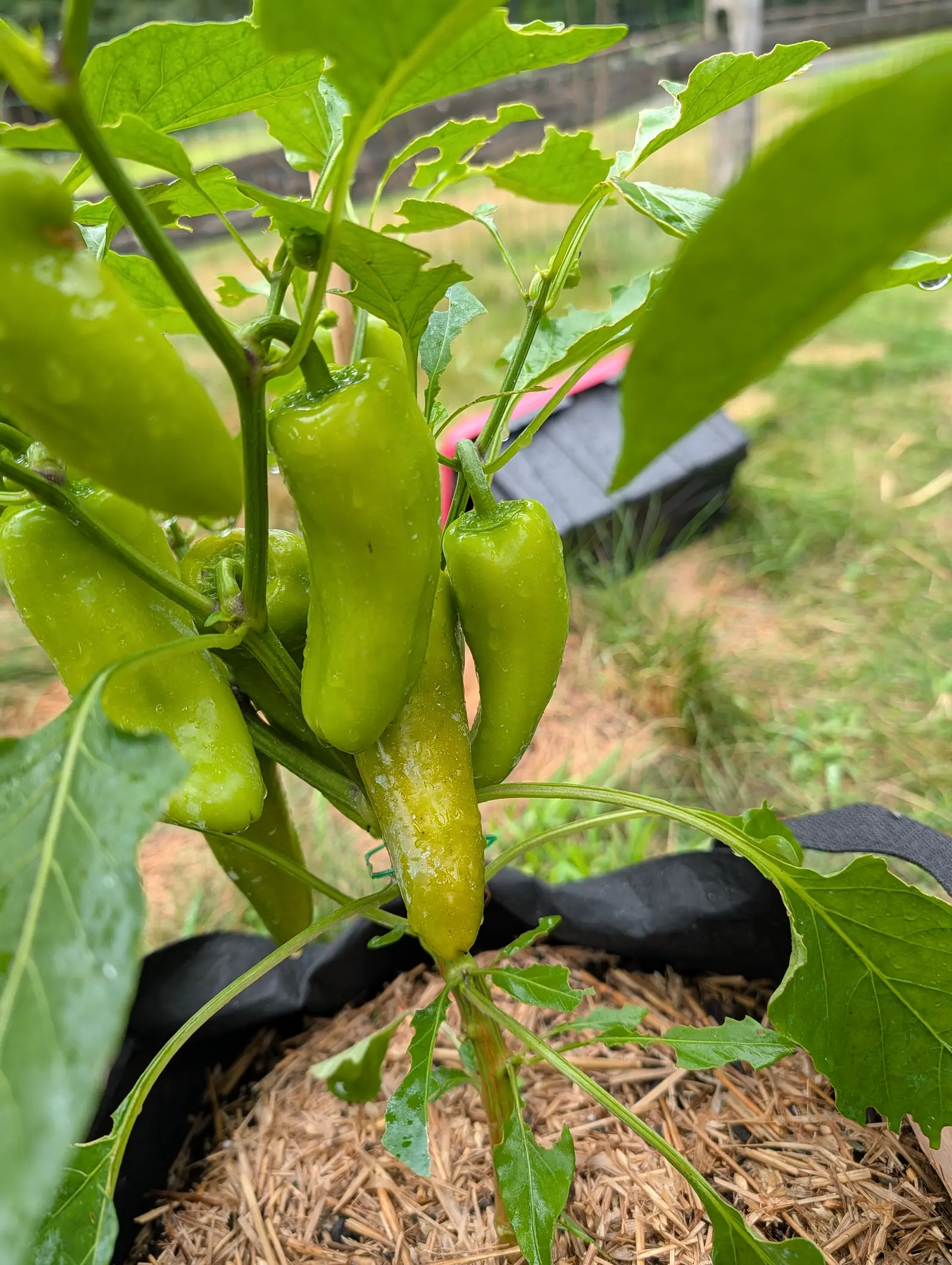Pick-N-Pop Yellow peppers on 21 July, six or seven hanging in one cluster and paling upward, the lowest and largest gone ochre with a broad silvery corky streak down one whole side, every fruit beaded with fresh water under flat overcast light.