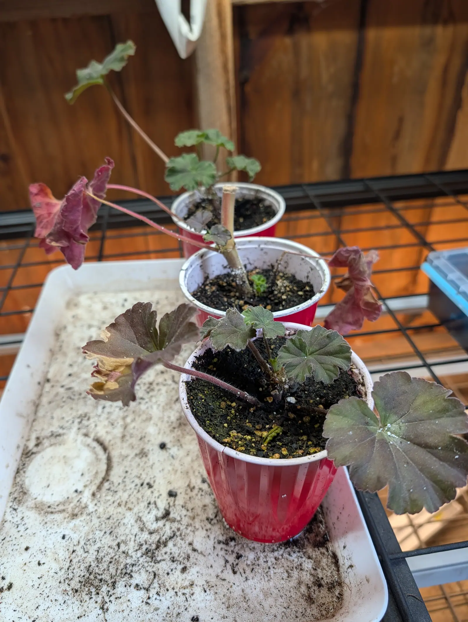 Geranium cuttings on 22 July, struck indoors in red party cups, the front plant olive at the center and bronze-purple out to the blade edge, others gone crimson and crisped tan at the tips, every leaf velvet with hair and fringed along the margin.