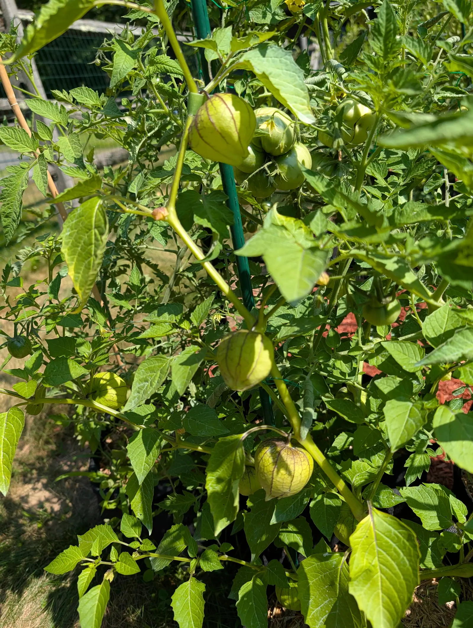 Purple blush tomatillos on 23 July, five or six husks swollen tight round the fruit with purple-brown ribs netting down over the paper from each stalk and the sun coming through where it has thinned, the leaves shot through with small round holes.