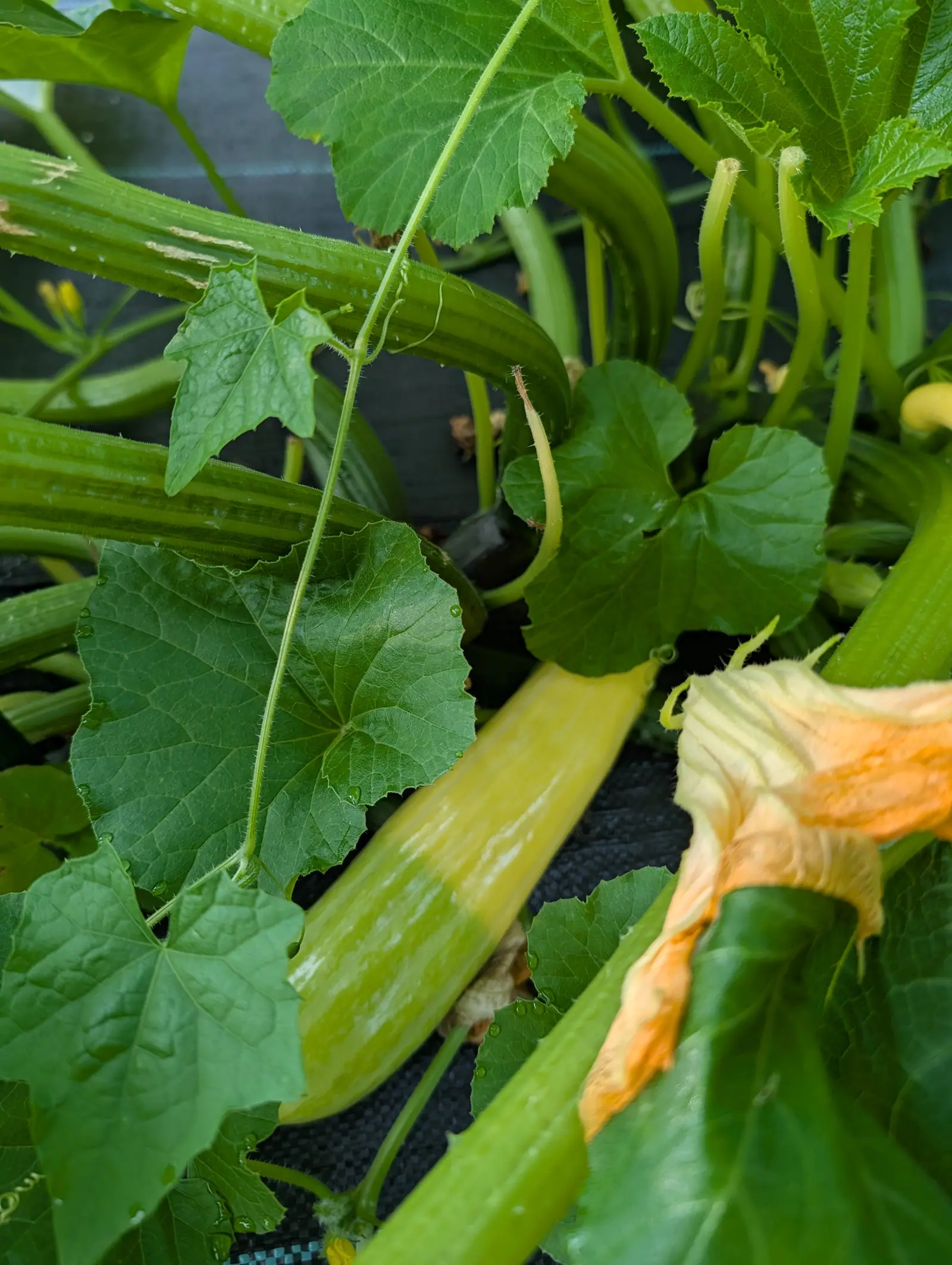 A Zephyr squash on 23 July, buttery yellow over the stem half and grading through a mottled band into plain green at the tip, a spent trumpet flower crumpling apricot in its folds just beyond it, everything still wet under flat light.