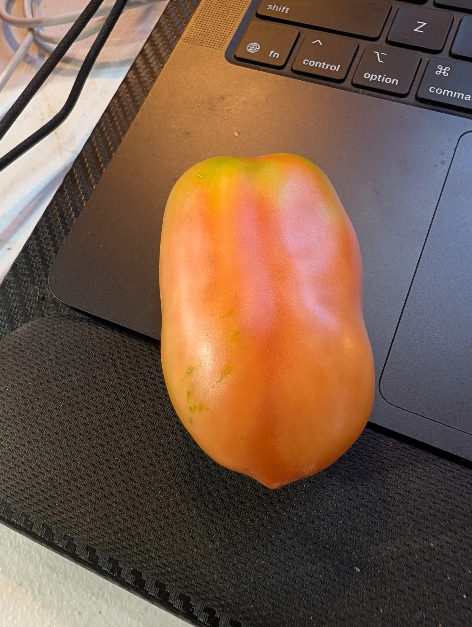 A San Marzano Roma picked on 23 July and set down on a laptop palm rest, ripening three ways at once, a greenish-yellow cap at the shoulders, clear orange down one side and a translucent pink flush across the other, meeting with no line between.