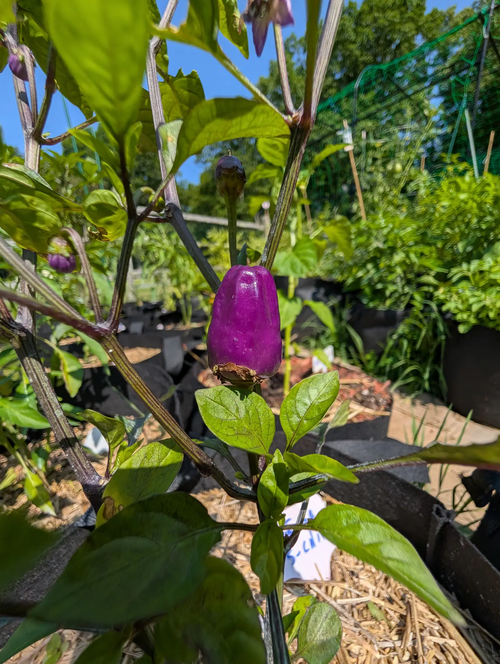 A Chinese 5-Color pepper on 23 July, standing straight up off its node with a shriveled flower still clinging beneath it, glossy magenta and faintly creased lengthwise, an older fruit gone almost black directly above it against a cloudless sky.