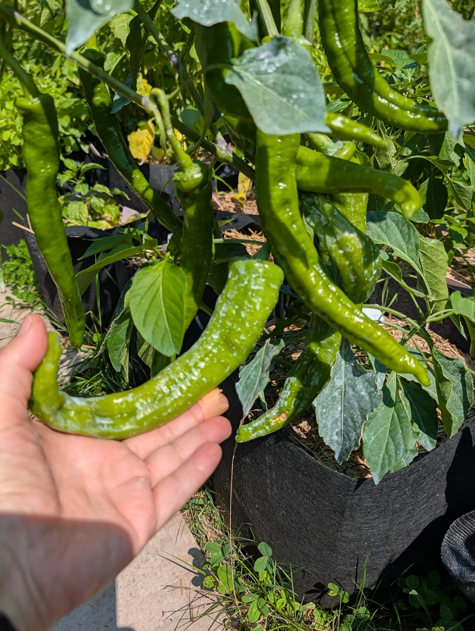 A Ristra Cayenne II pepper on 23 July, long enough to overhang an open palm at both ends and hooked in a broad curve, cradled from underneath by a bare hand, with a dozen more still hanging green on the plant behind it in hard sun.