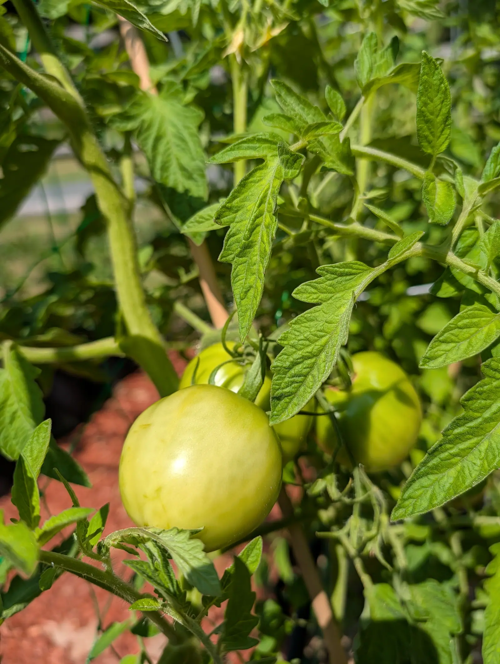 Sunray tomatoes on 23 July, three or four flattened globes still creamy yellow-green with darker shoulders and a few pale streaks, one holding a hard white highlight, glandular hairs lit along every stem and calyx edge in direct sun.