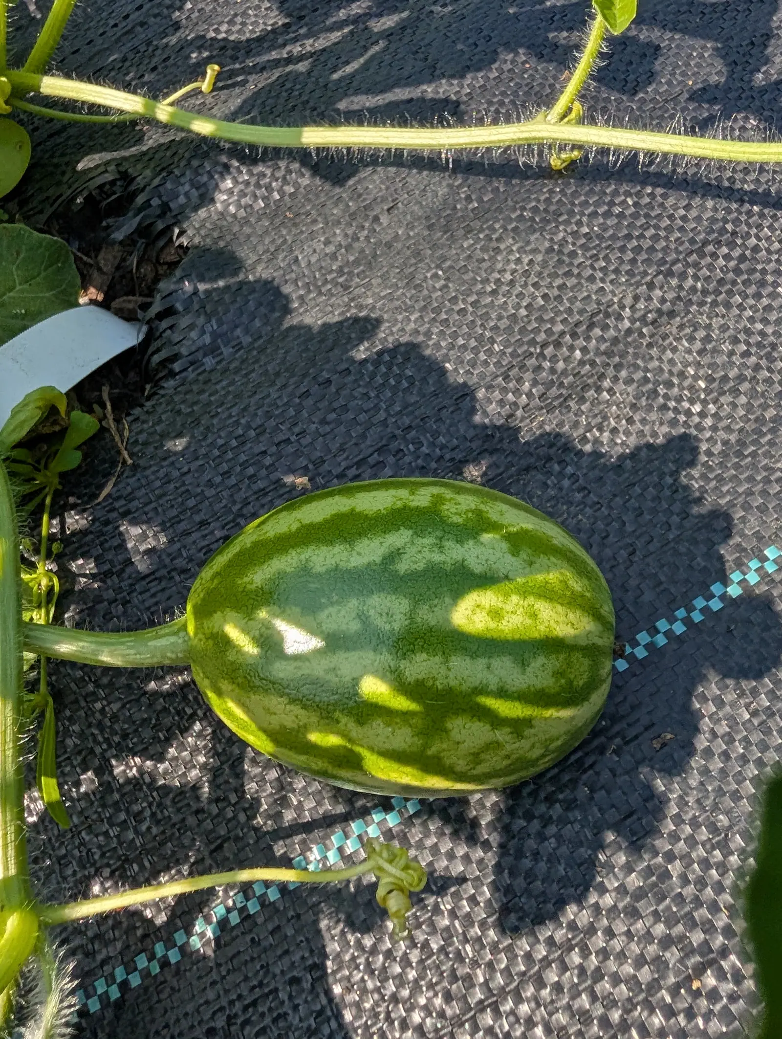 A Tender Sweet Orange watermelon on 23 July, banded dark and pale green with every boundary jagged rather than clean and still on its short ribbed stalk, the bristles along the vine catching a low sun that lays long soft leaf shadows over it.